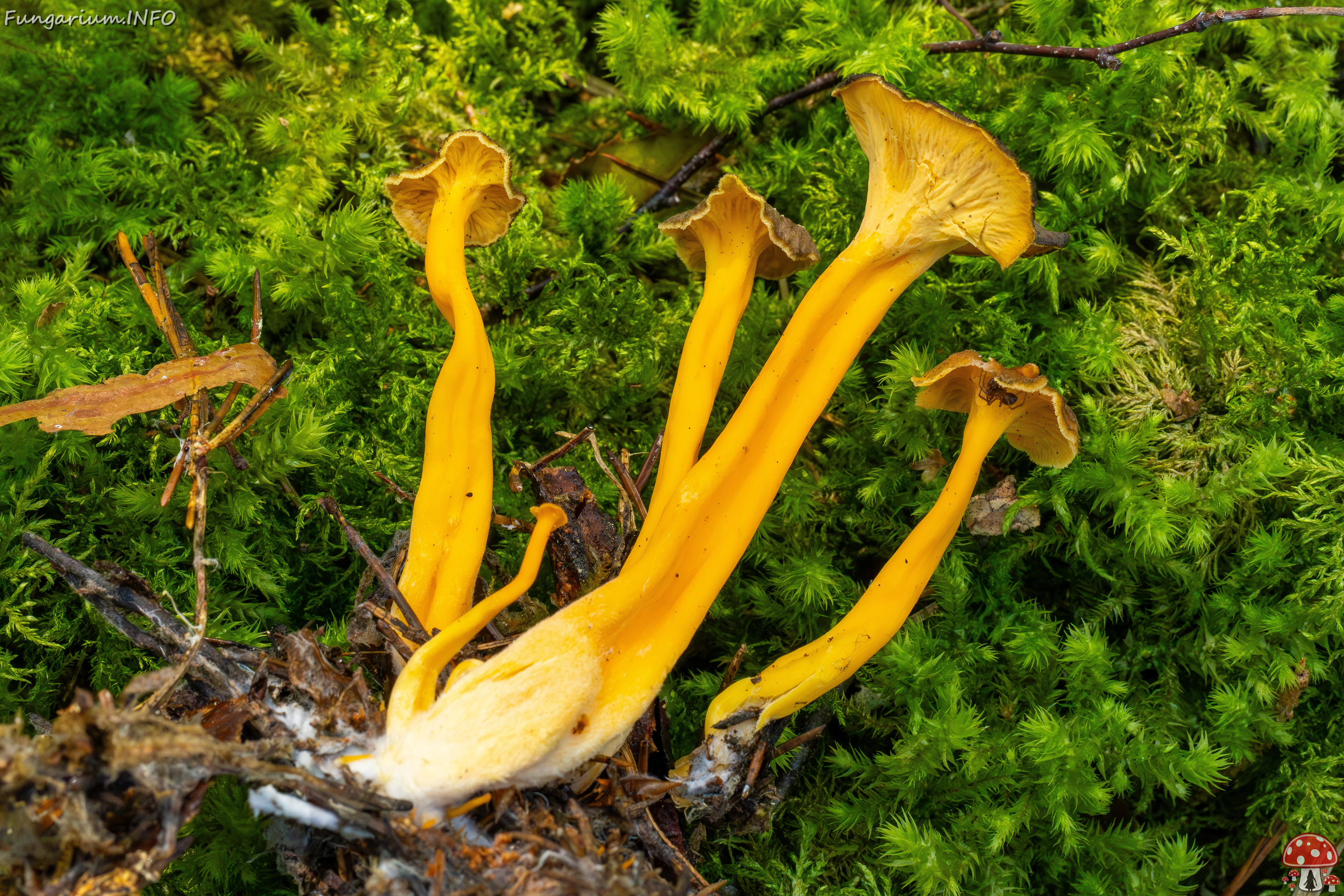 craterellus-lutescens_2-8 