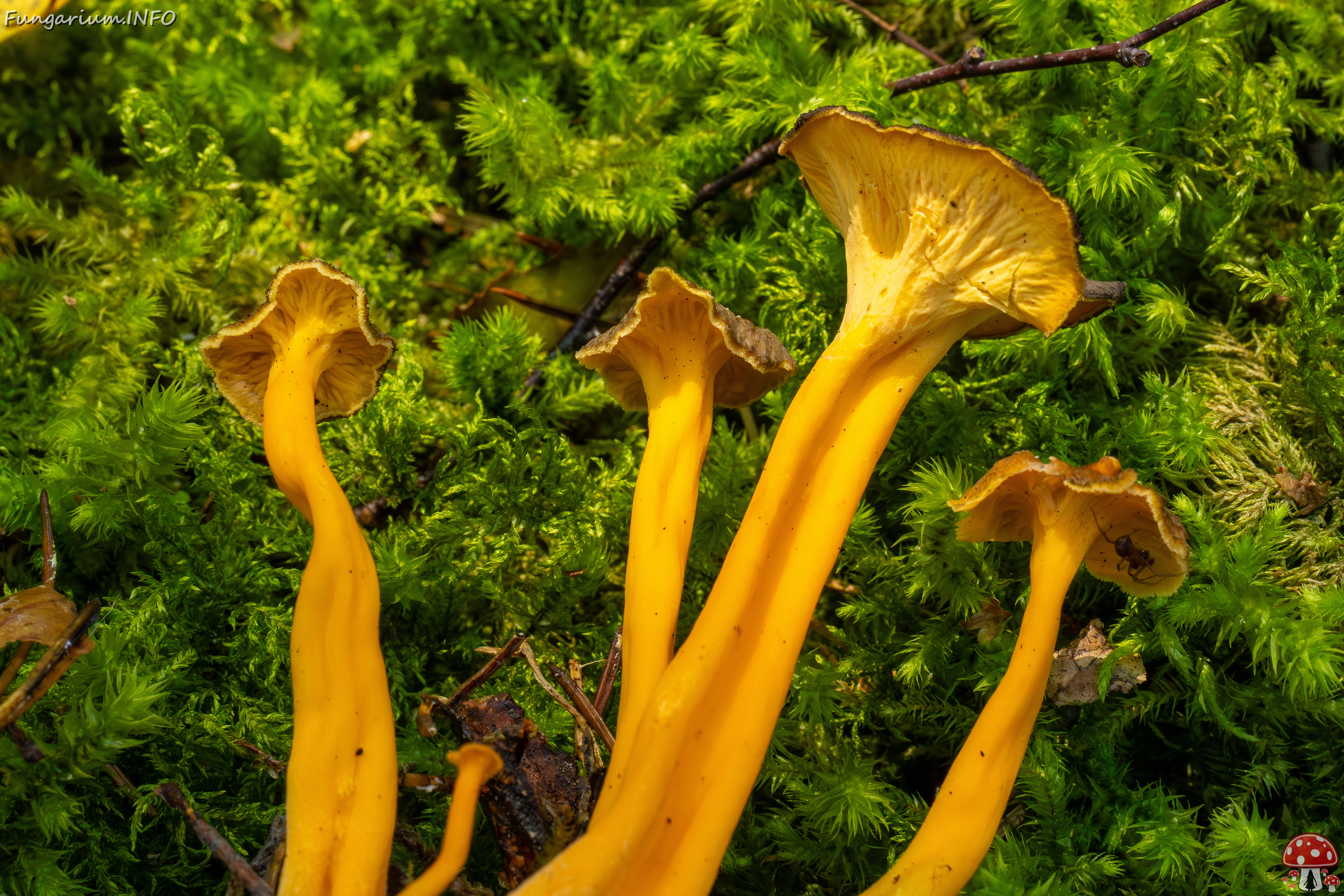 craterellus-lutescens_2-9 