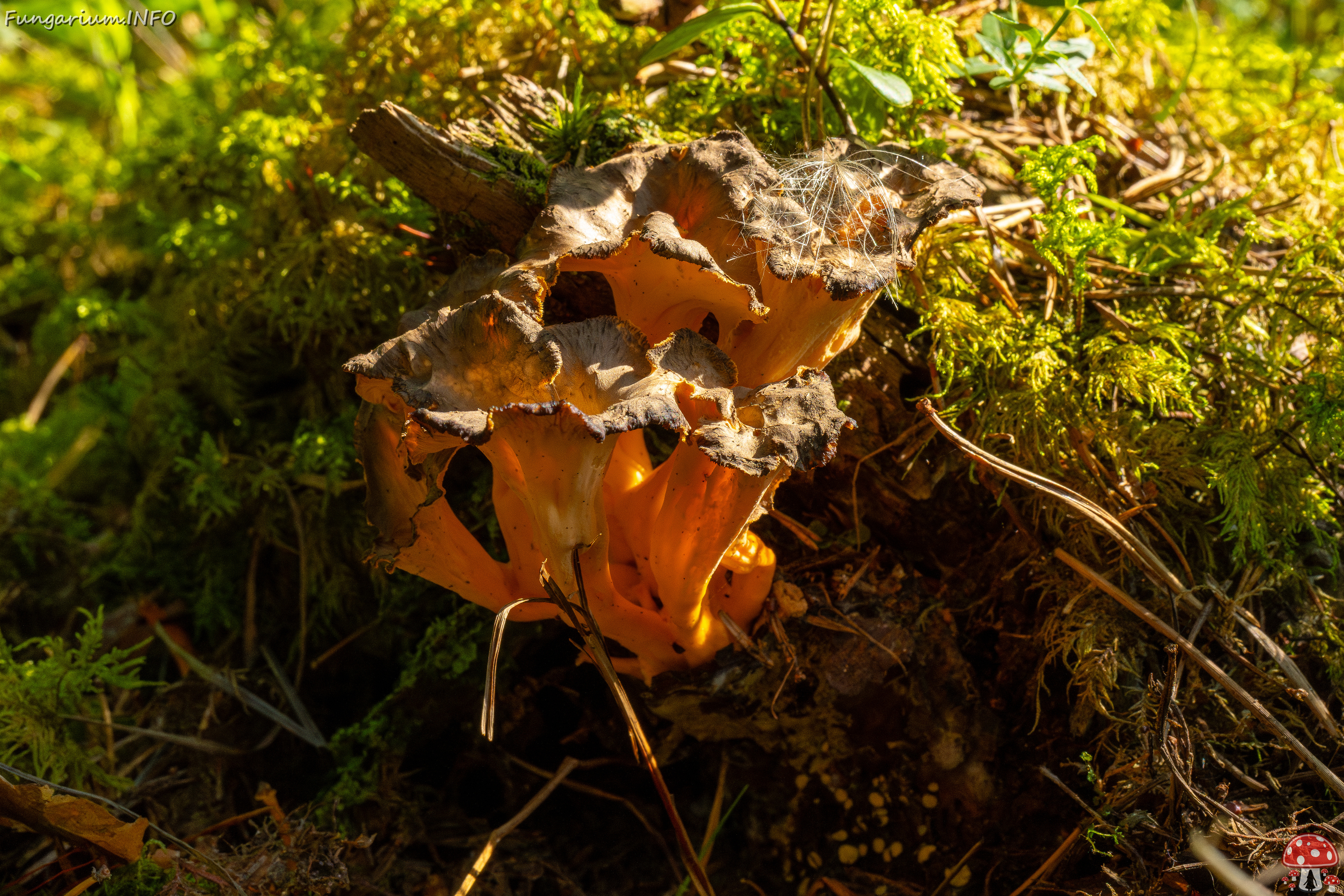 craterellus-lutescens_3-1 