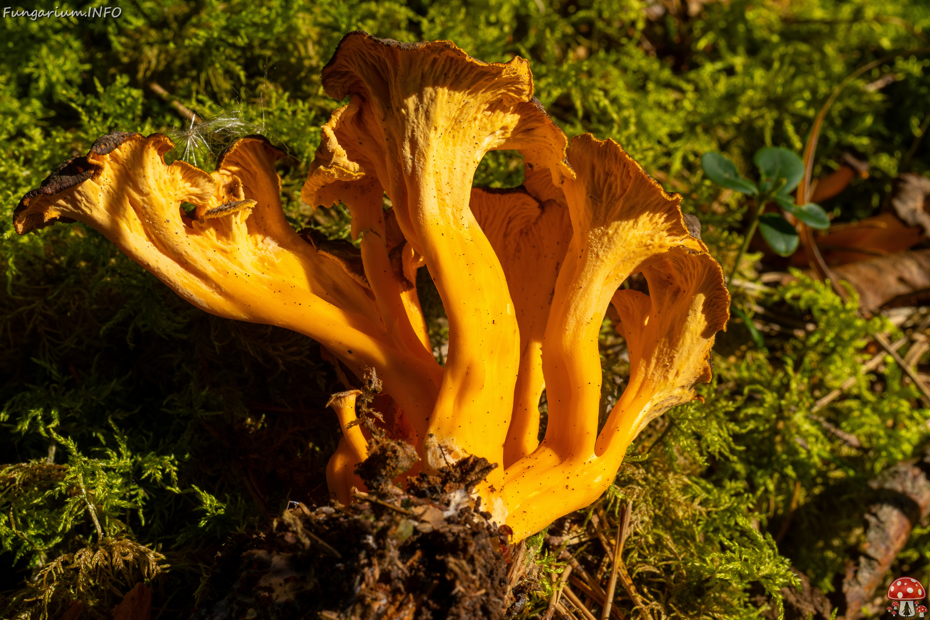 craterellus-lutescens_3-10 