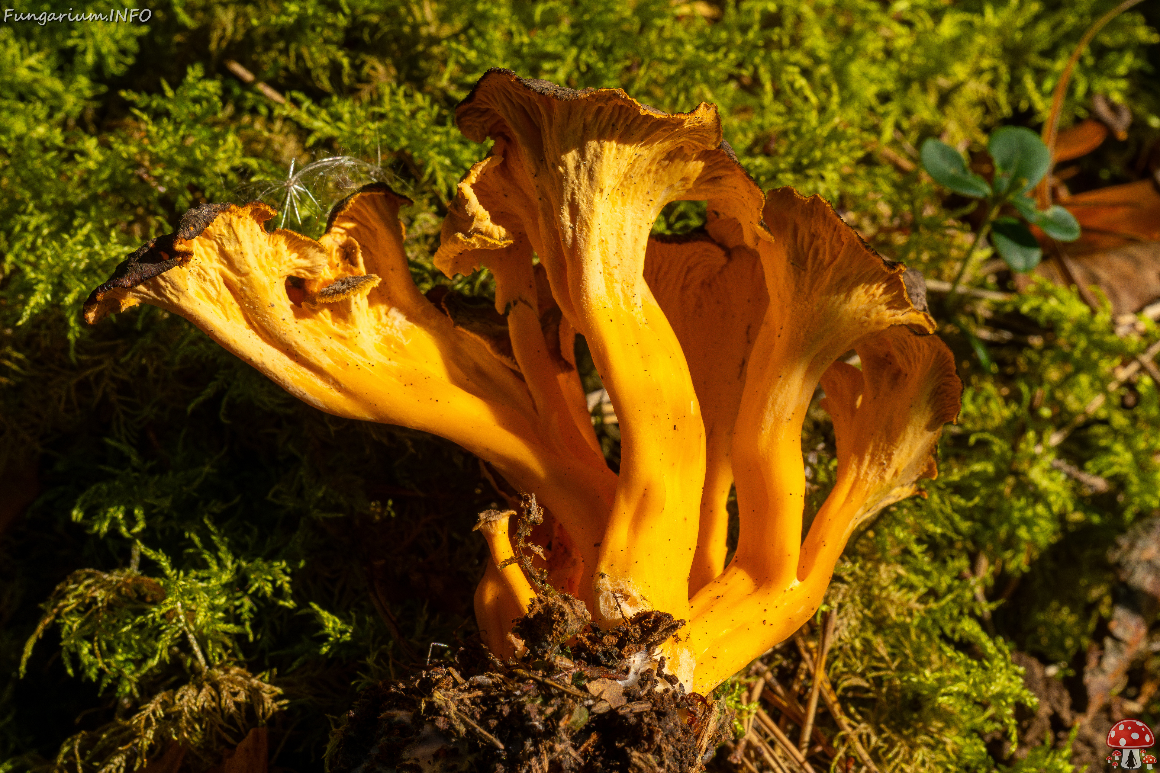 craterellus-lutescens_3-11 