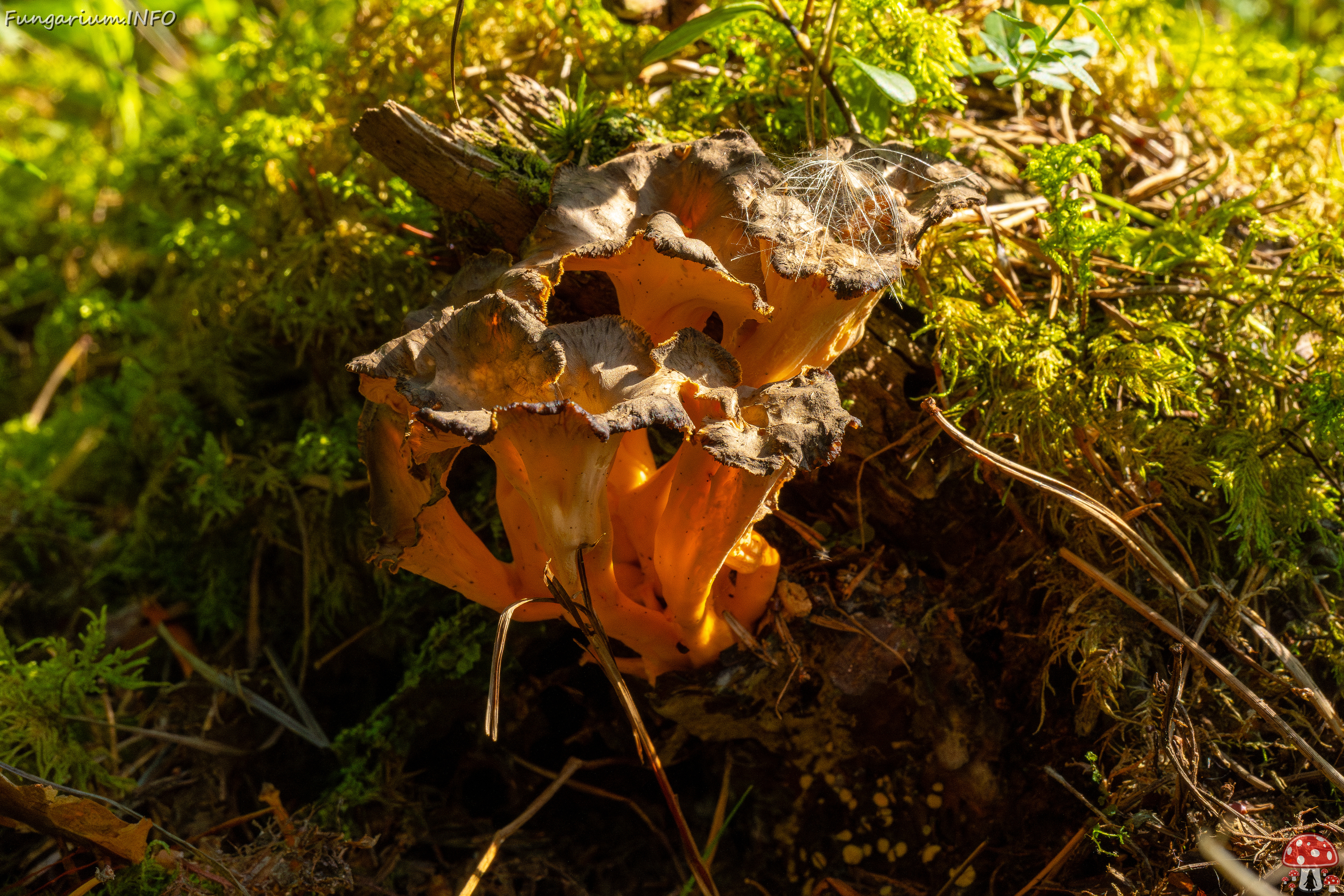 craterellus-lutescens_3-2 