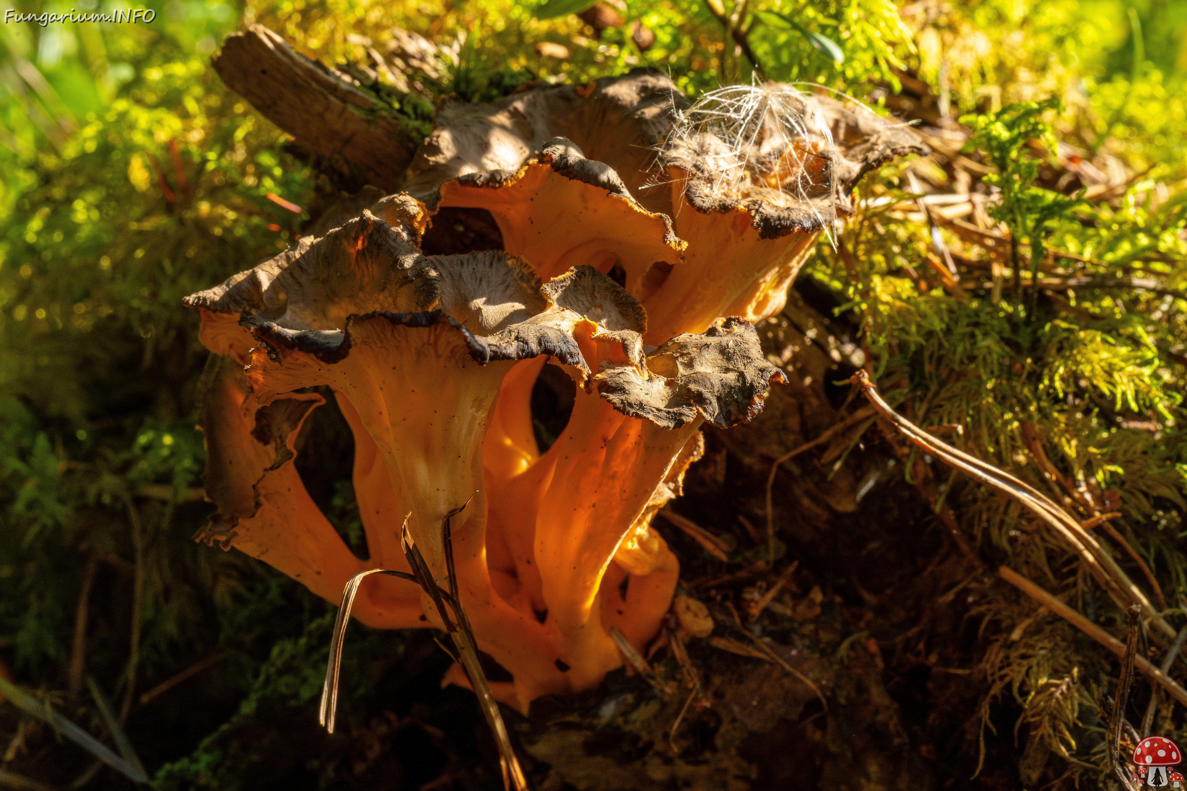 craterellus-lutescens_3-3 