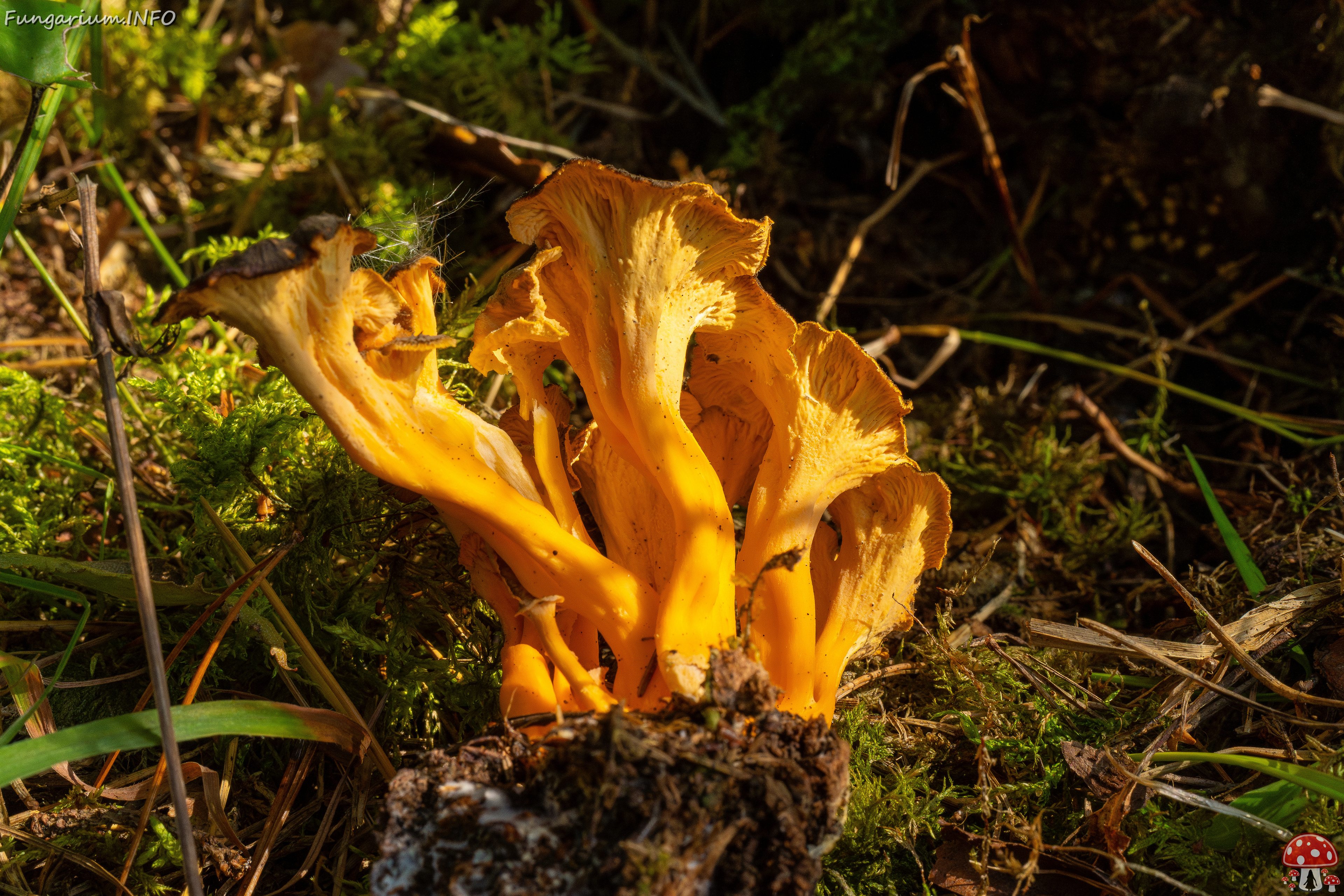 craterellus-lutescens_3-4 