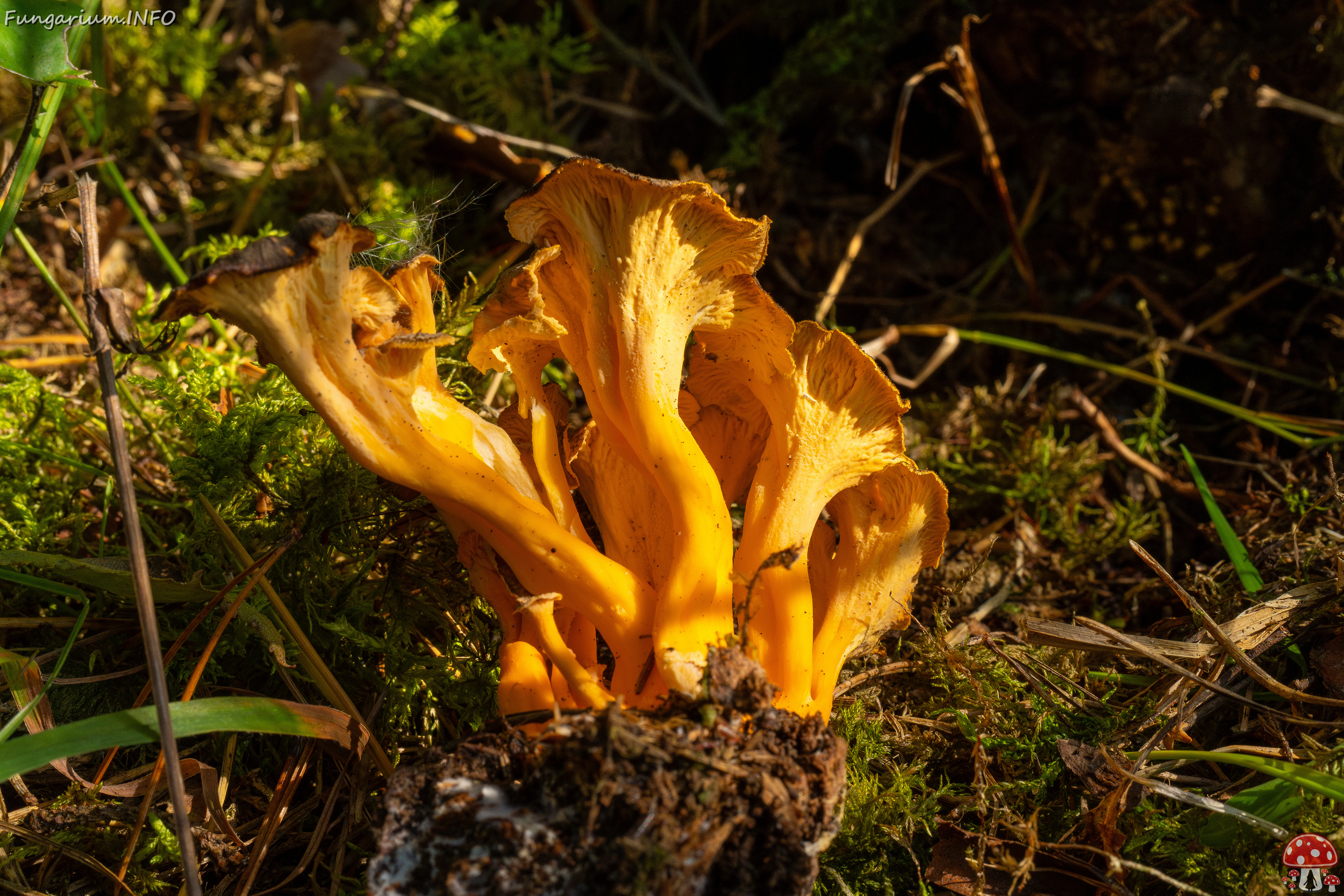 craterellus-lutescens_3-5 