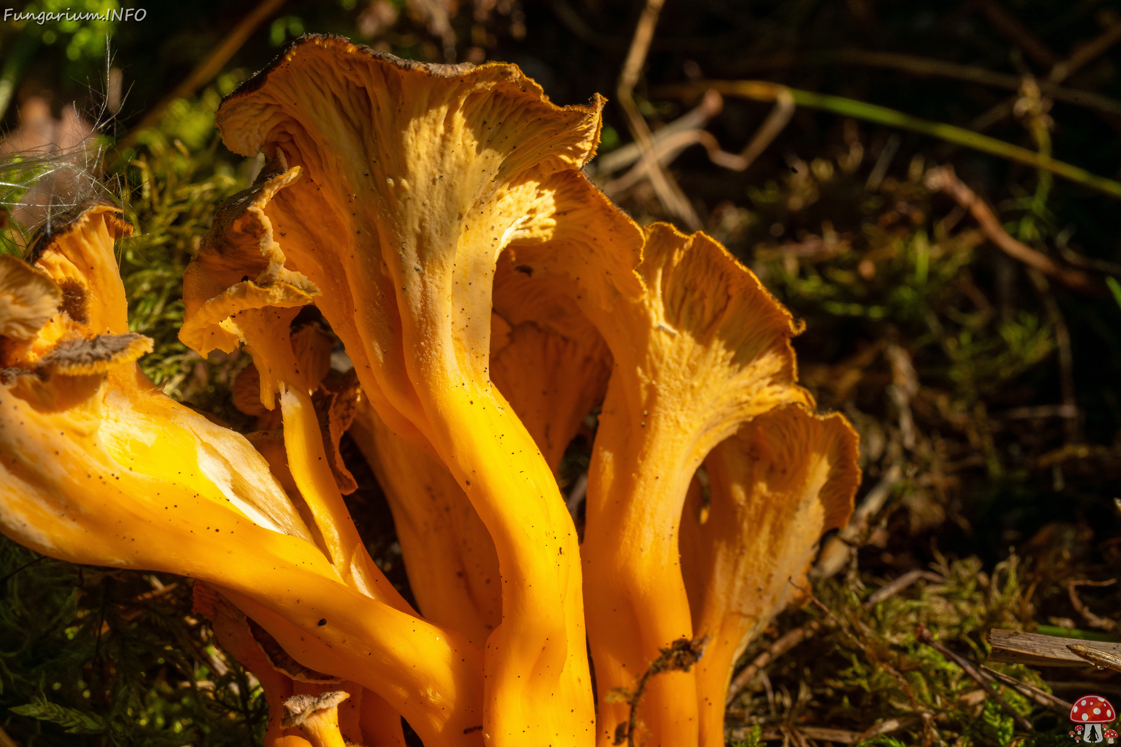 craterellus-lutescens_3-6 