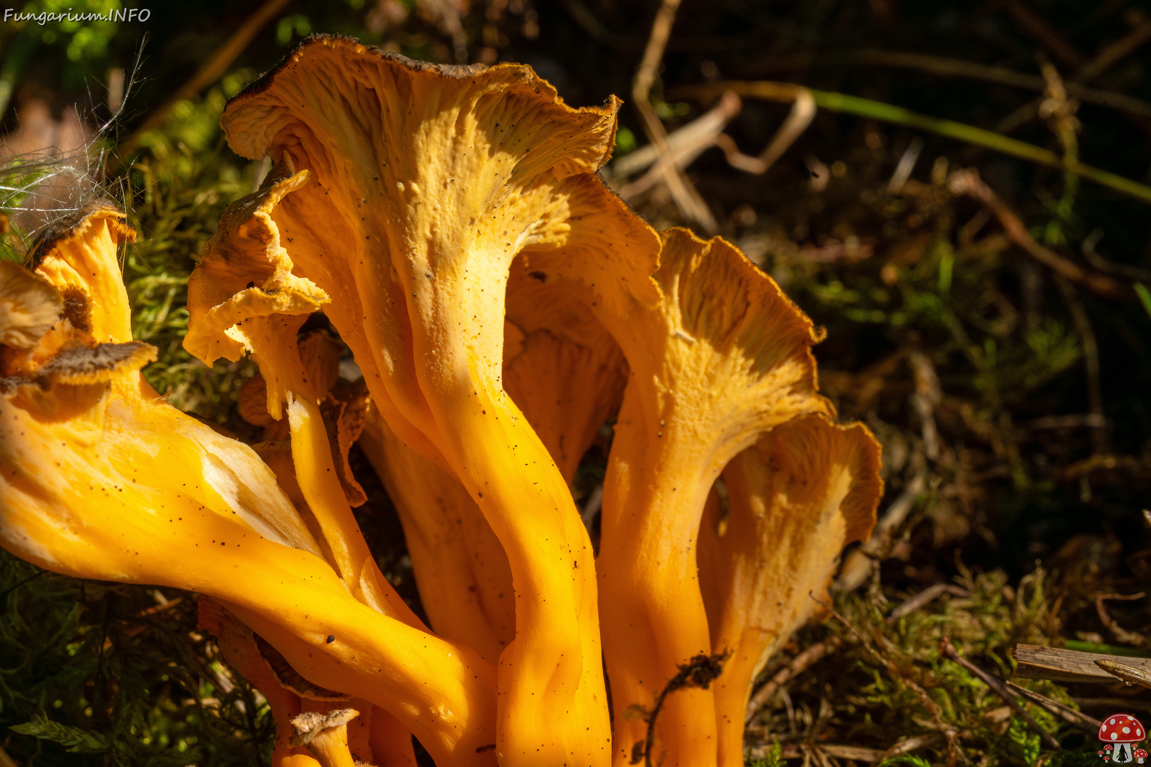 craterellus-lutescens_3-7 