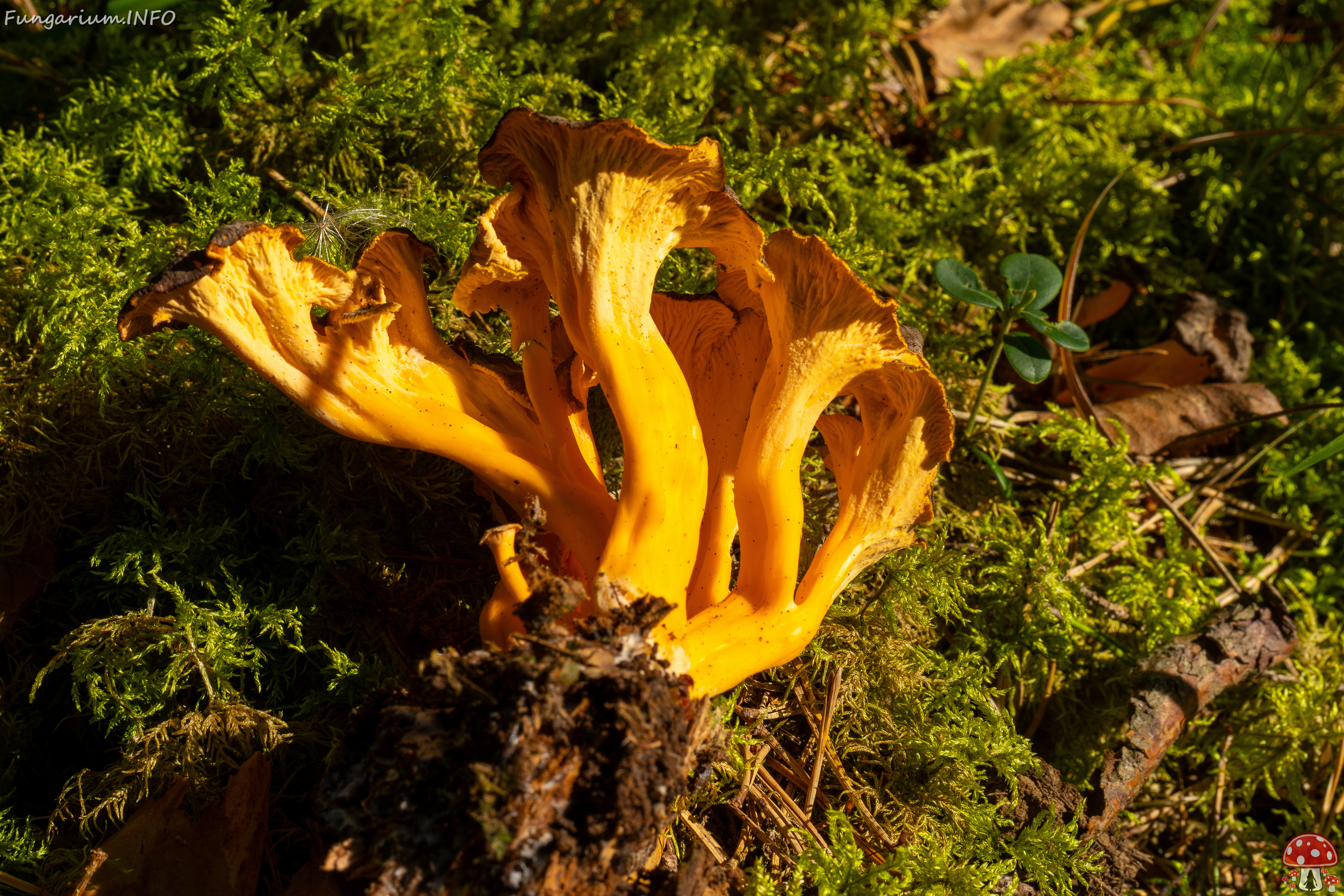 craterellus-lutescens_3-8 