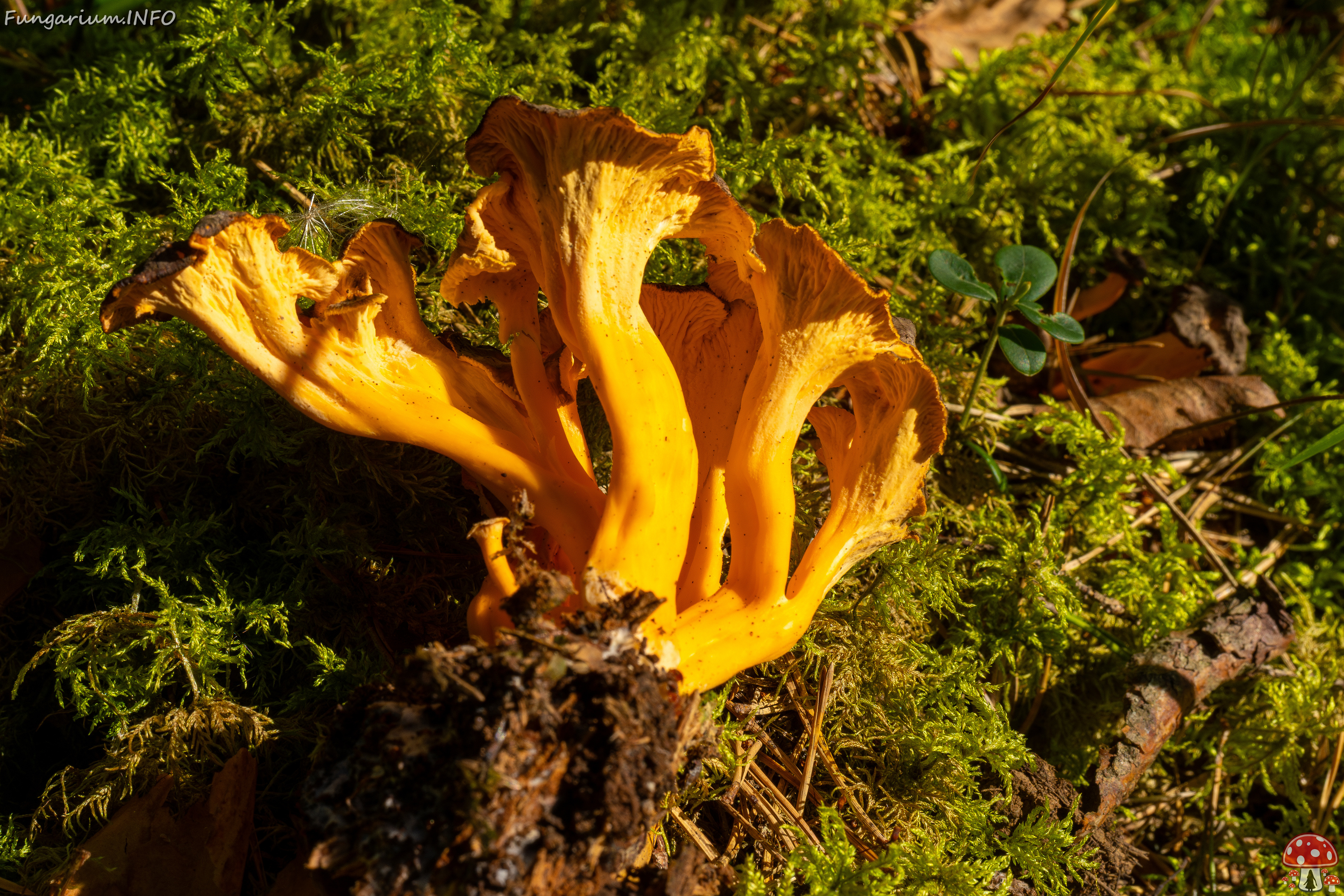 craterellus-lutescens_3-9 