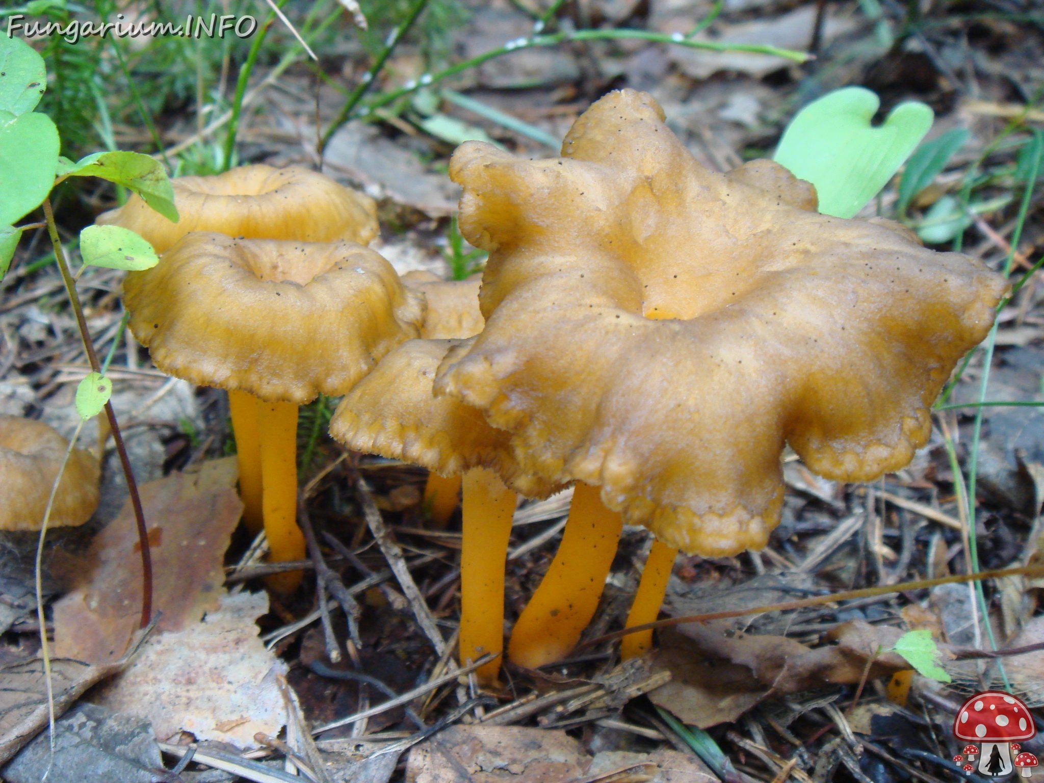 fungi-0004535 