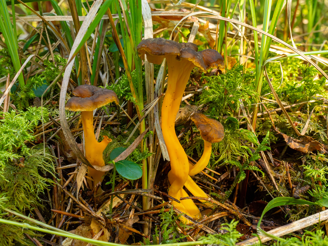 craterellus-lutescens_1-1