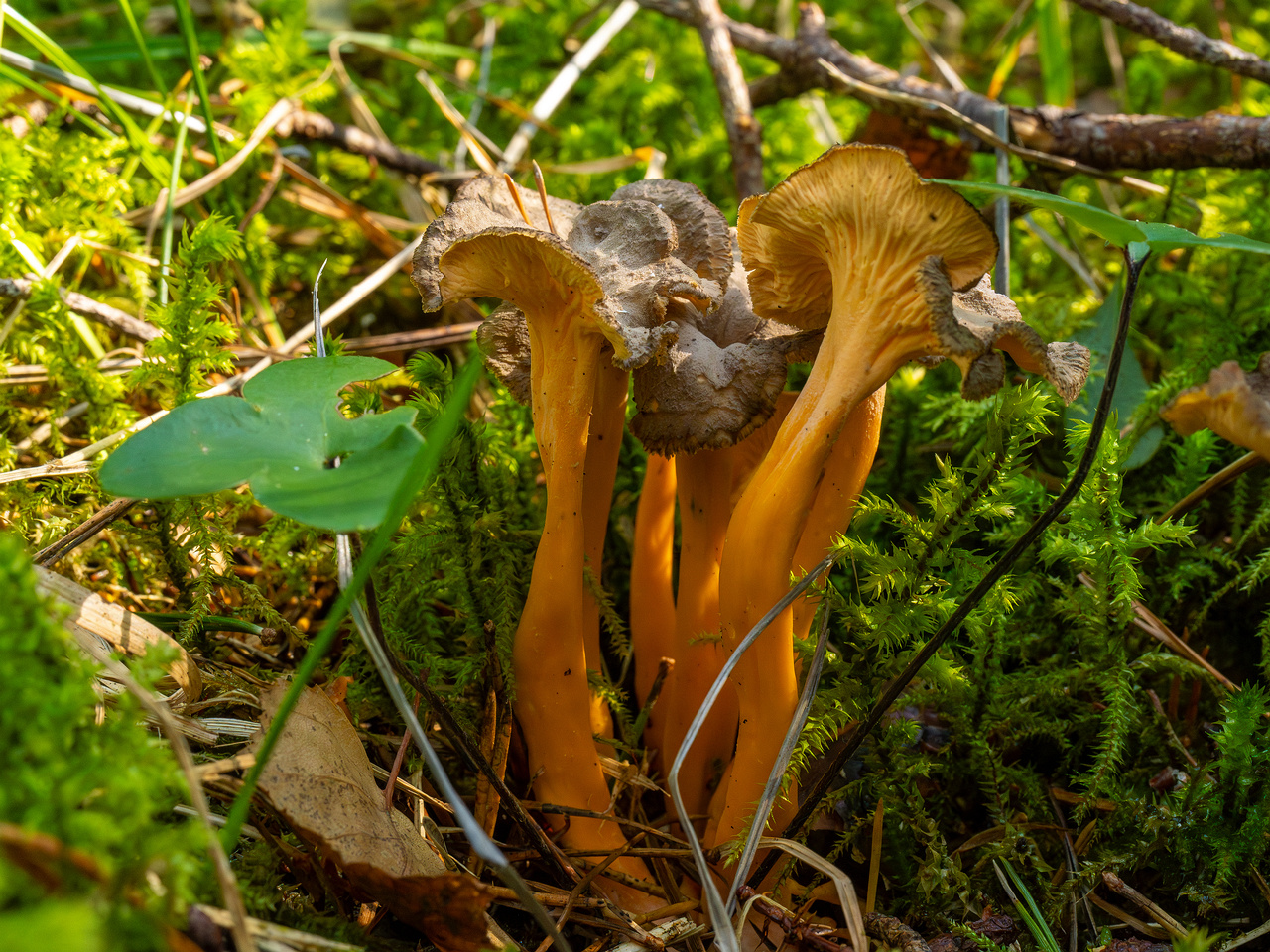 craterellus-lutescens_1-11