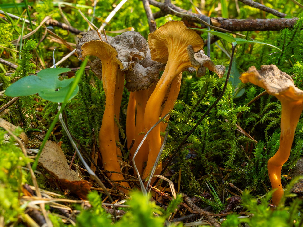 craterellus-lutescens_1-12