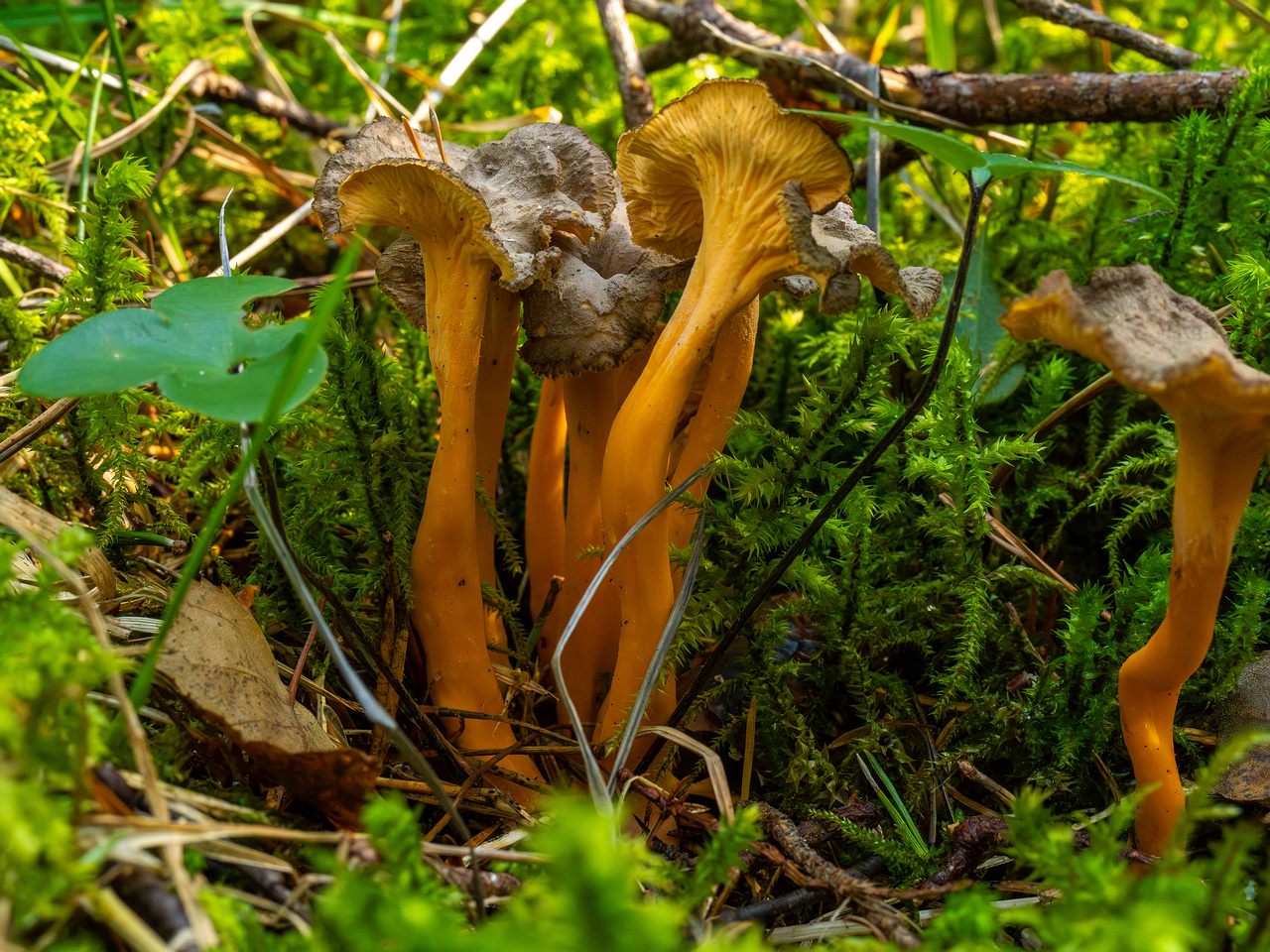 craterellus-lutescens_1-13