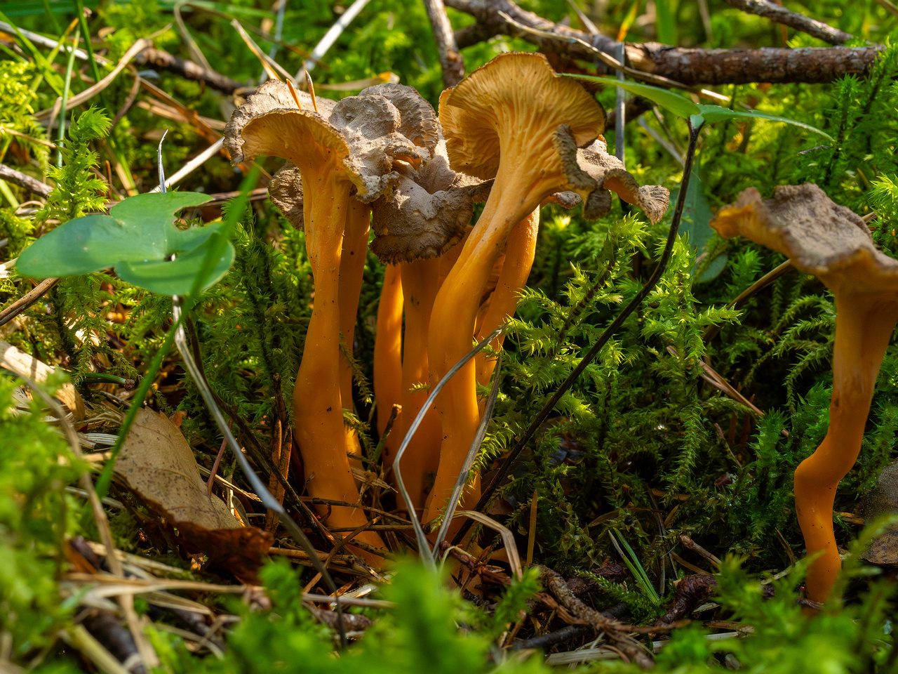 craterellus-lutescens_1-14