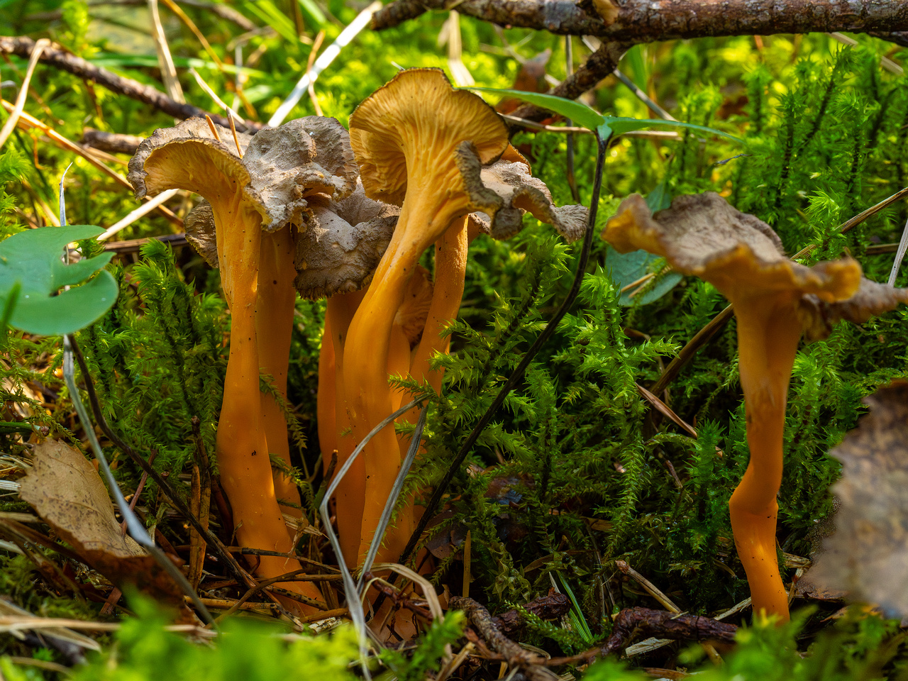 craterellus-lutescens_1-16