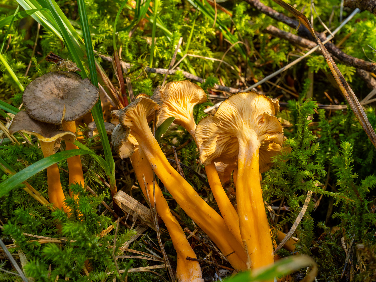 craterellus-lutescens_1-17