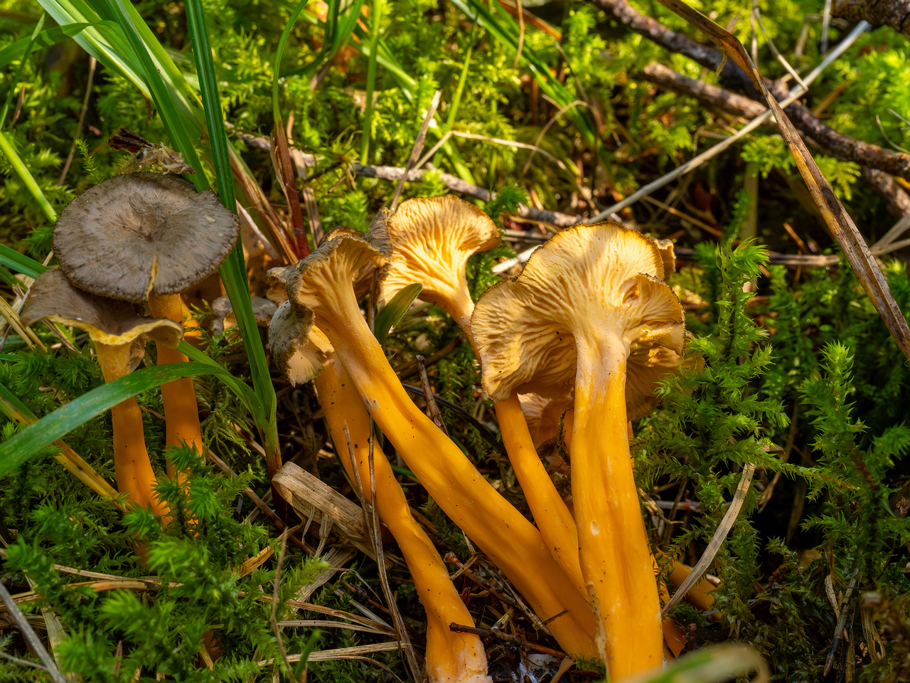 craterellus-lutescens_1-18