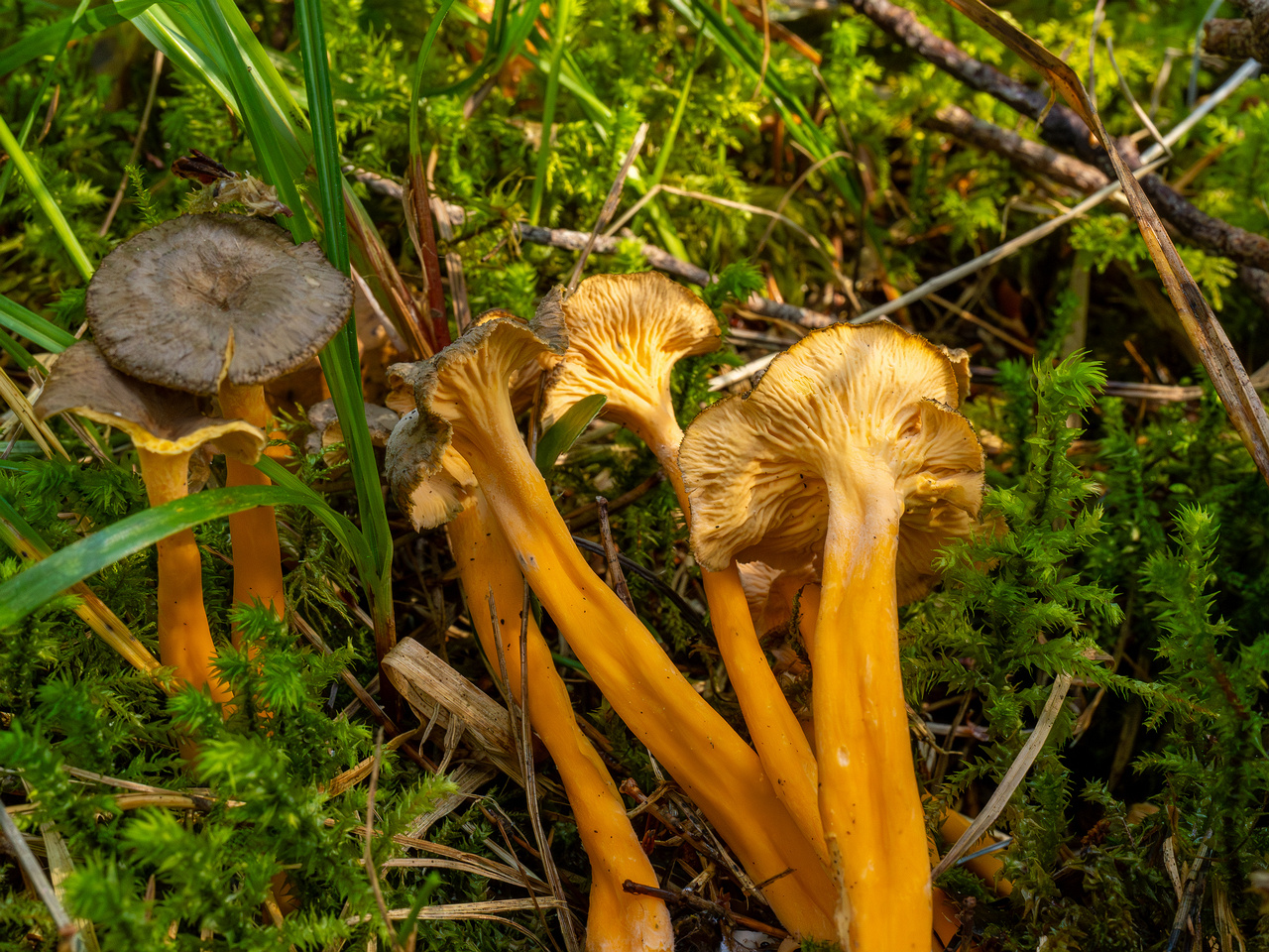 craterellus-lutescens_1-19