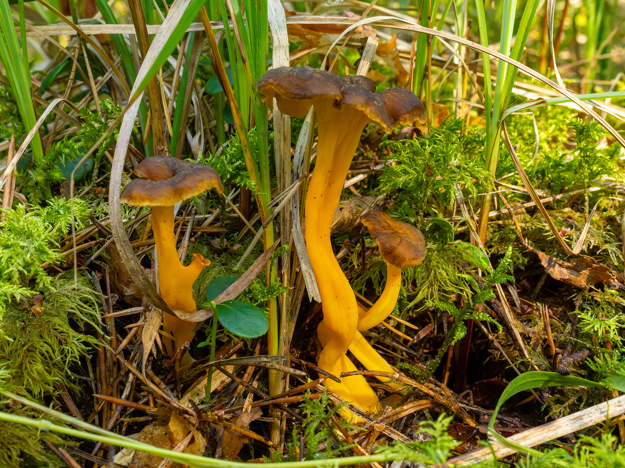 craterellus-lutescens_1-2