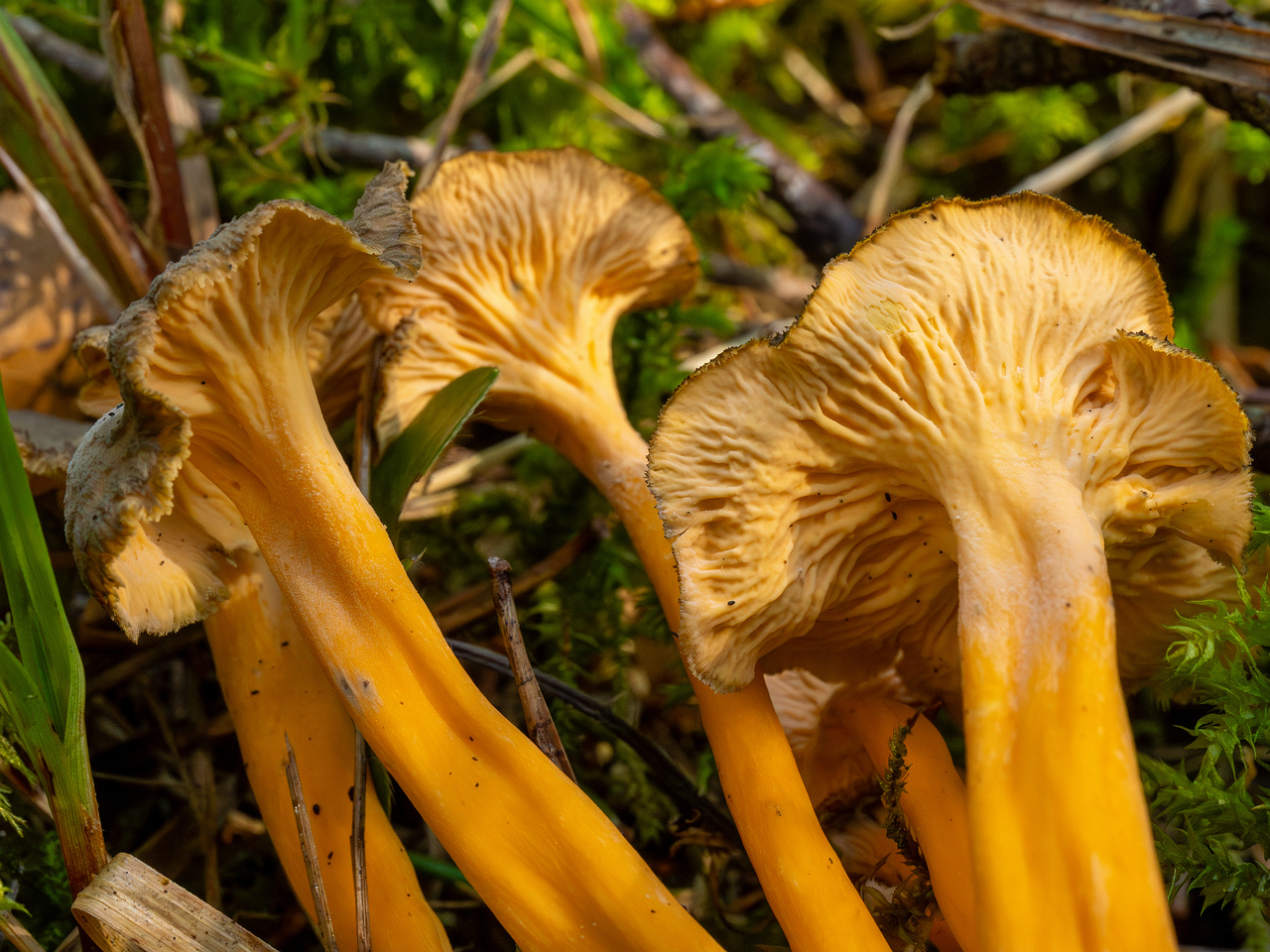 craterellus-lutescens_1-20