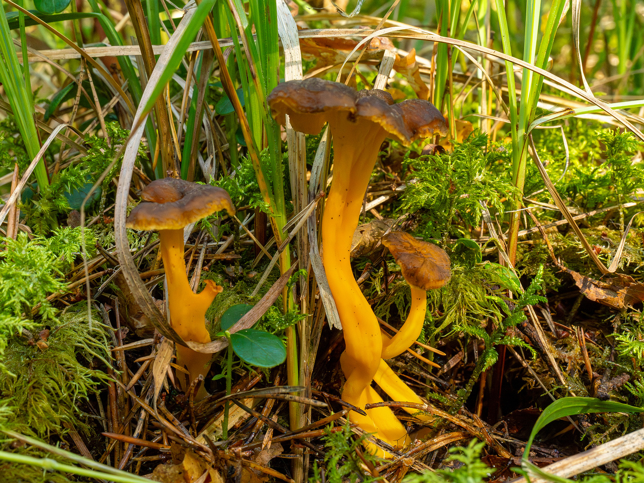 craterellus-lutescens_1-3