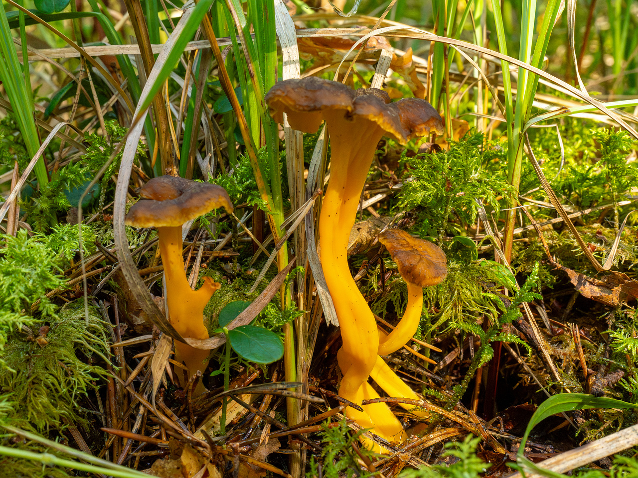 craterellus-lutescens_1-4