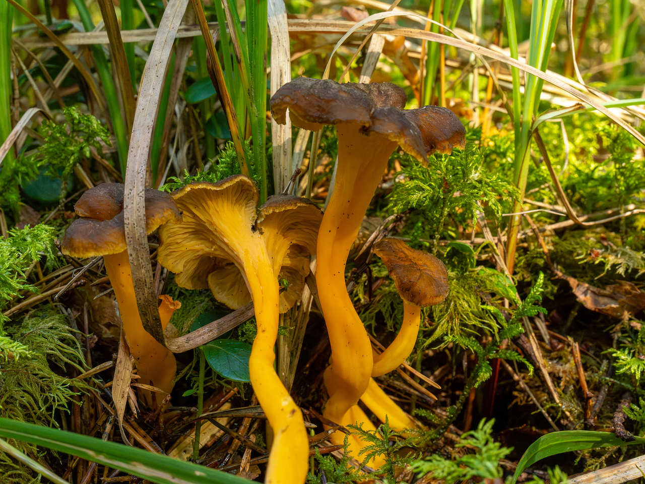 craterellus-lutescens_1-5