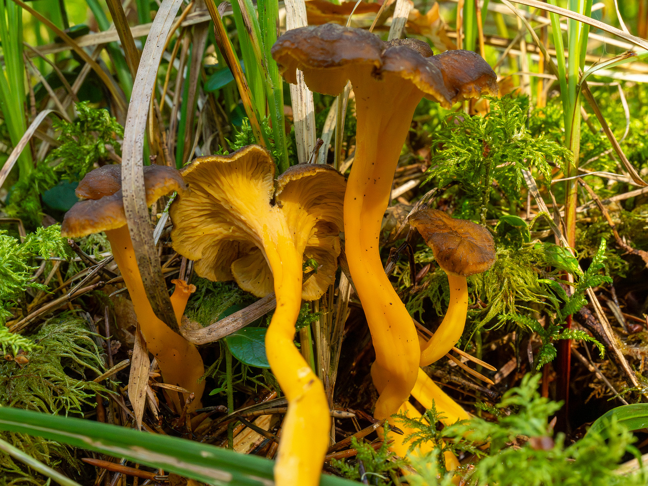 craterellus-lutescens_1-6