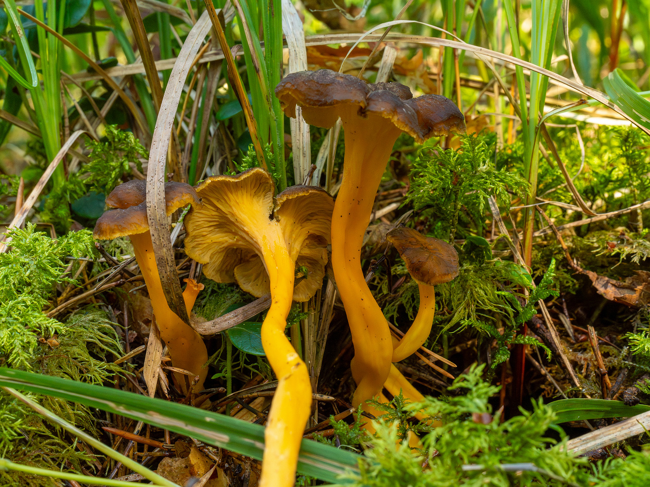 craterellus-lutescens_1-7