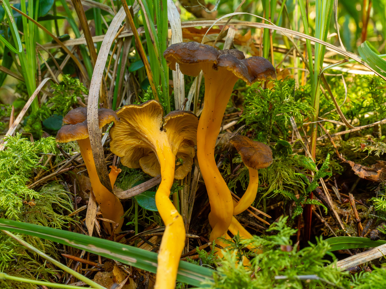 craterellus-lutescens_1-8