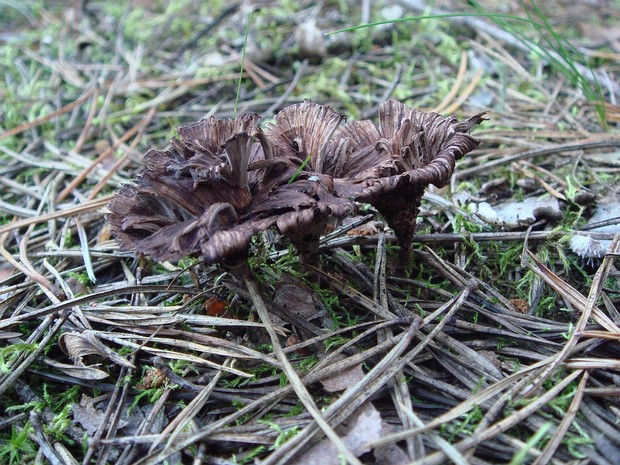 Вороночник извилистый - Craterellus sinuosus