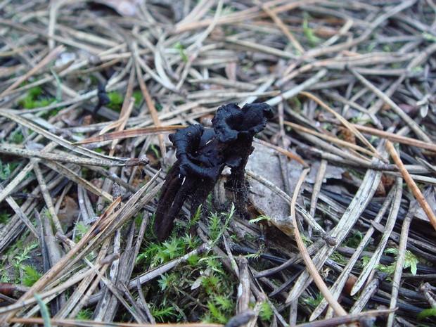 Вороночник рожковидный - Craterellus cornucopioides