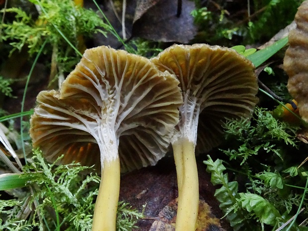 Вороночник трубчатый - Craterellus tubaeformis