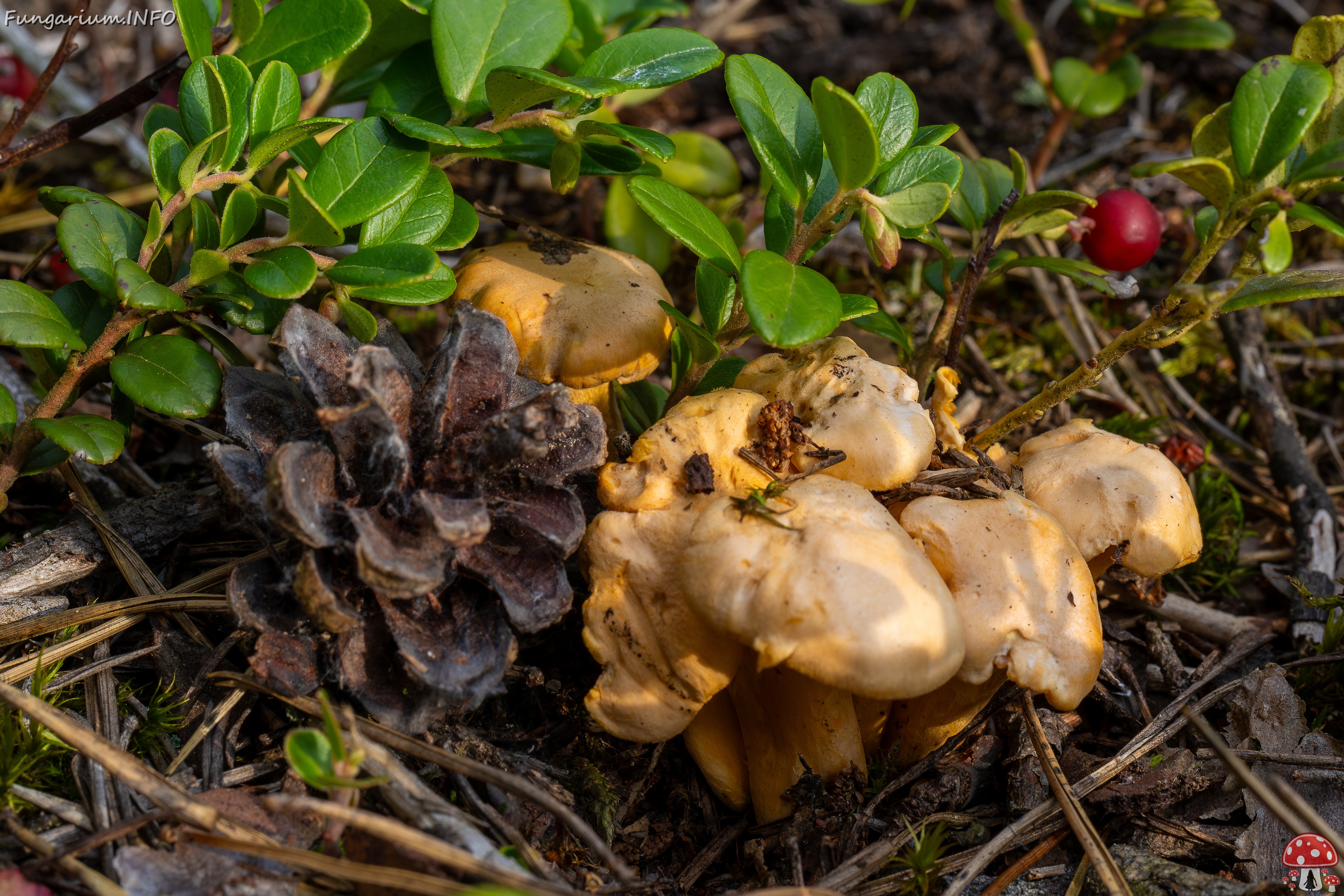 Cantharellus pallens _2025-09-06_1-1 