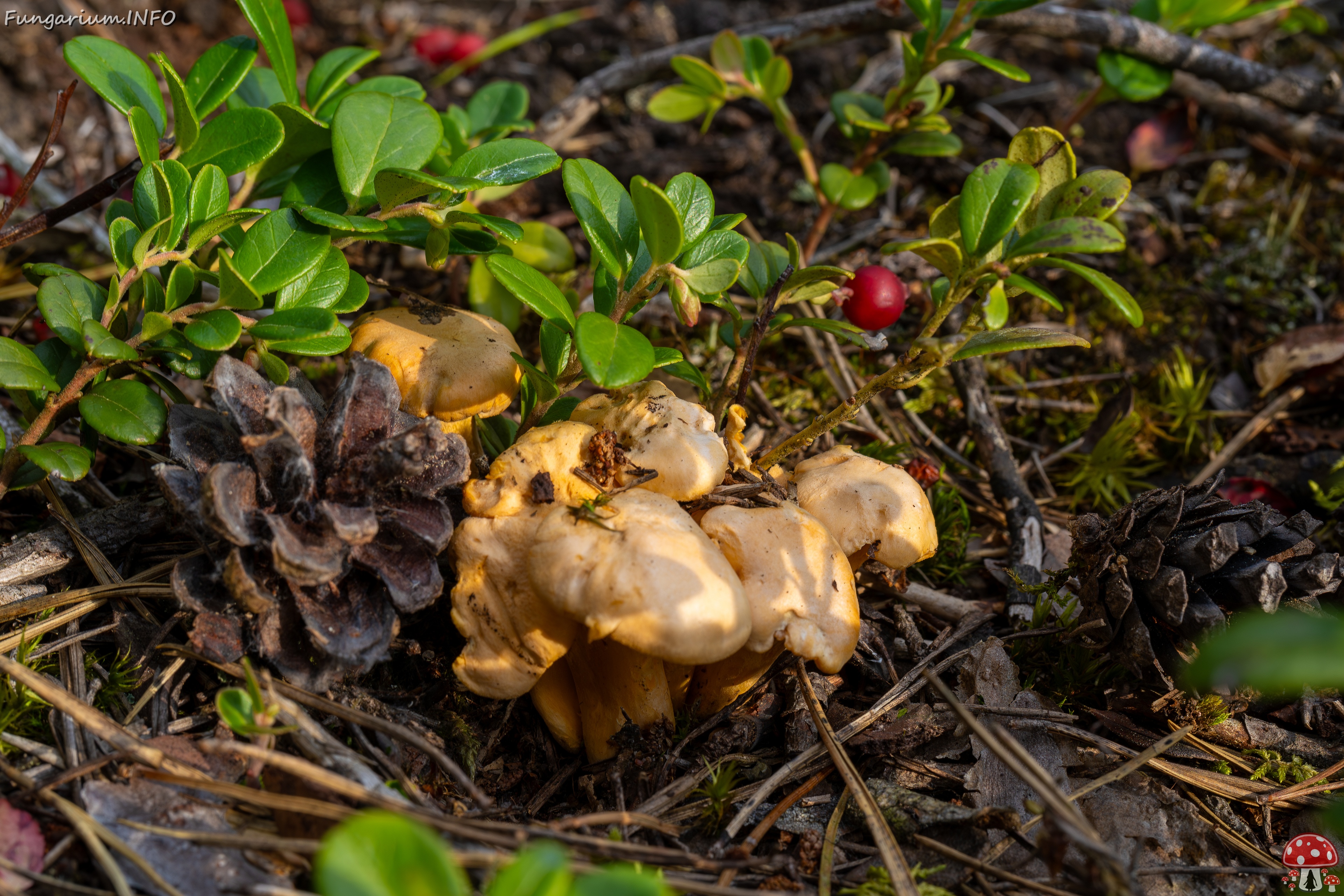 Cantharellus pallens _2025-09-06_1-2 