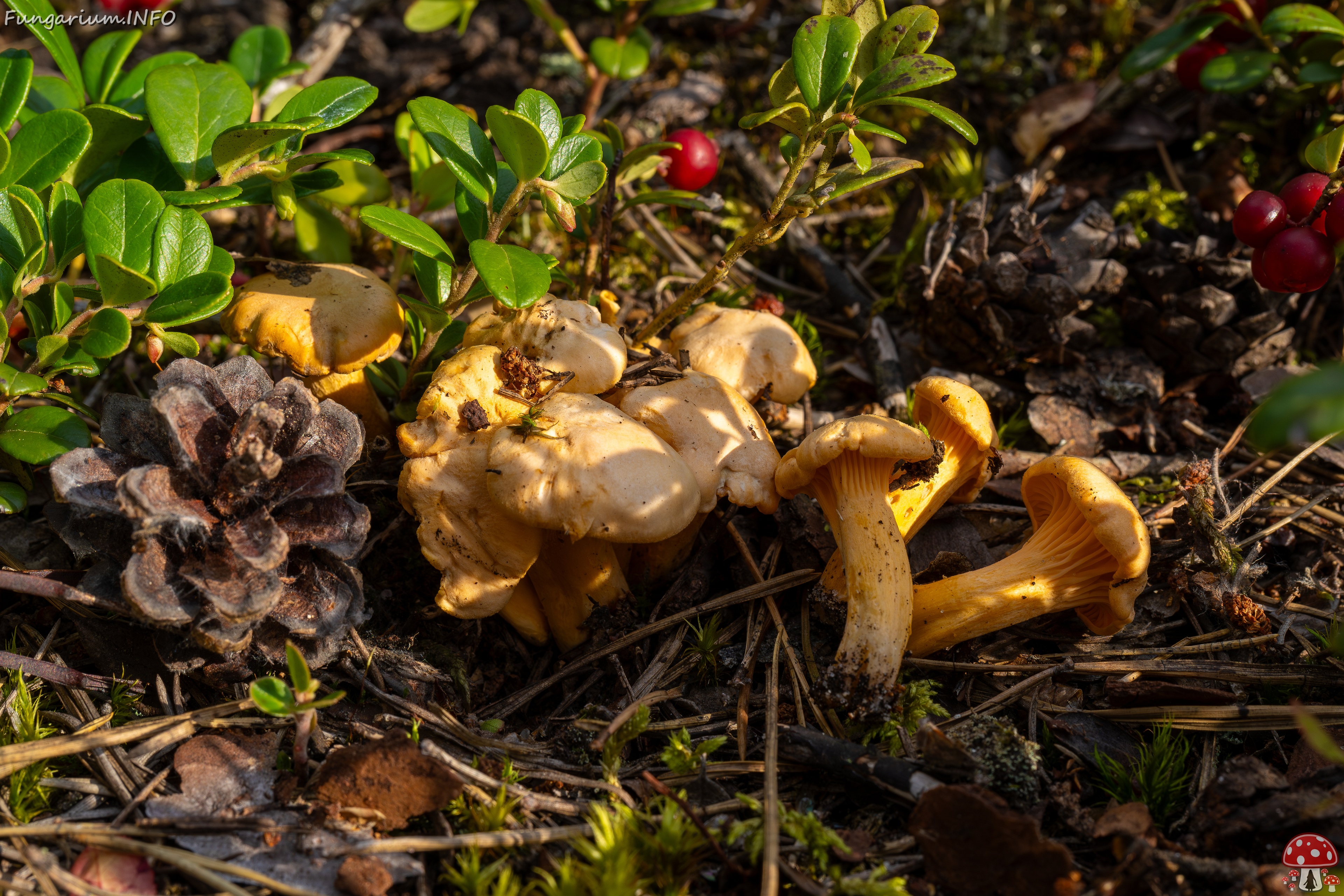 Cantharellus pallens _2025-09-06_1-3 