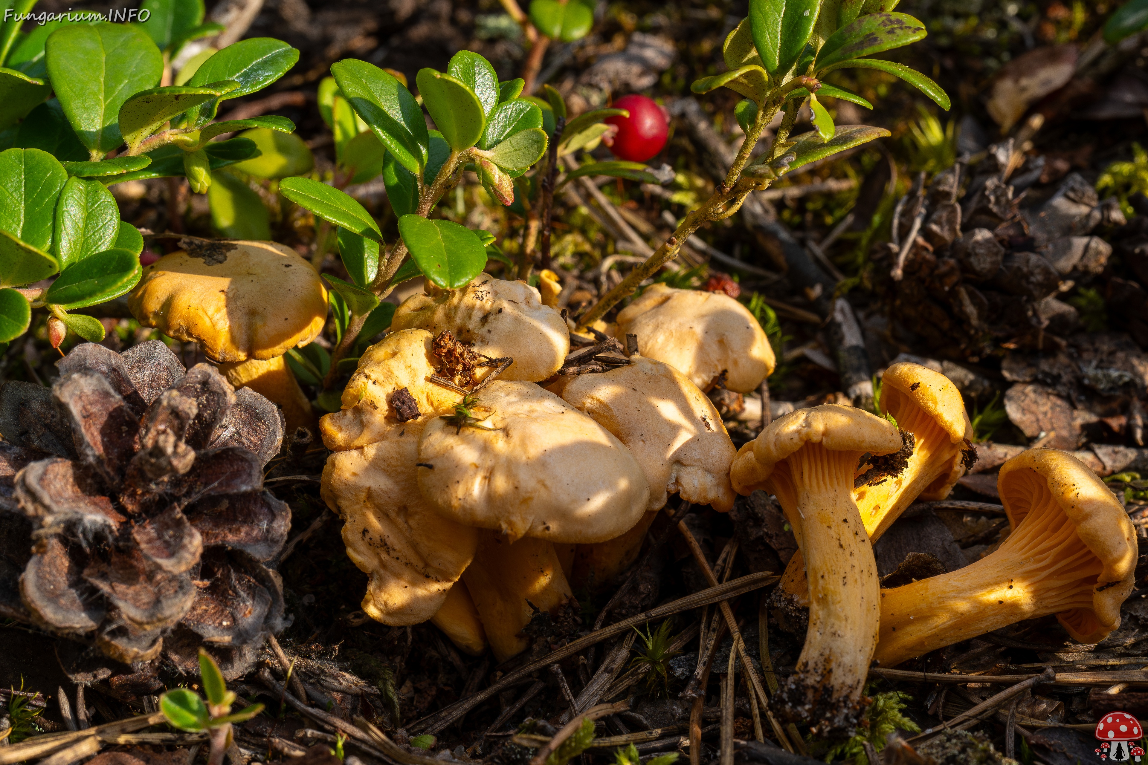 Cantharellus pallens _2025-09-06_1-4 