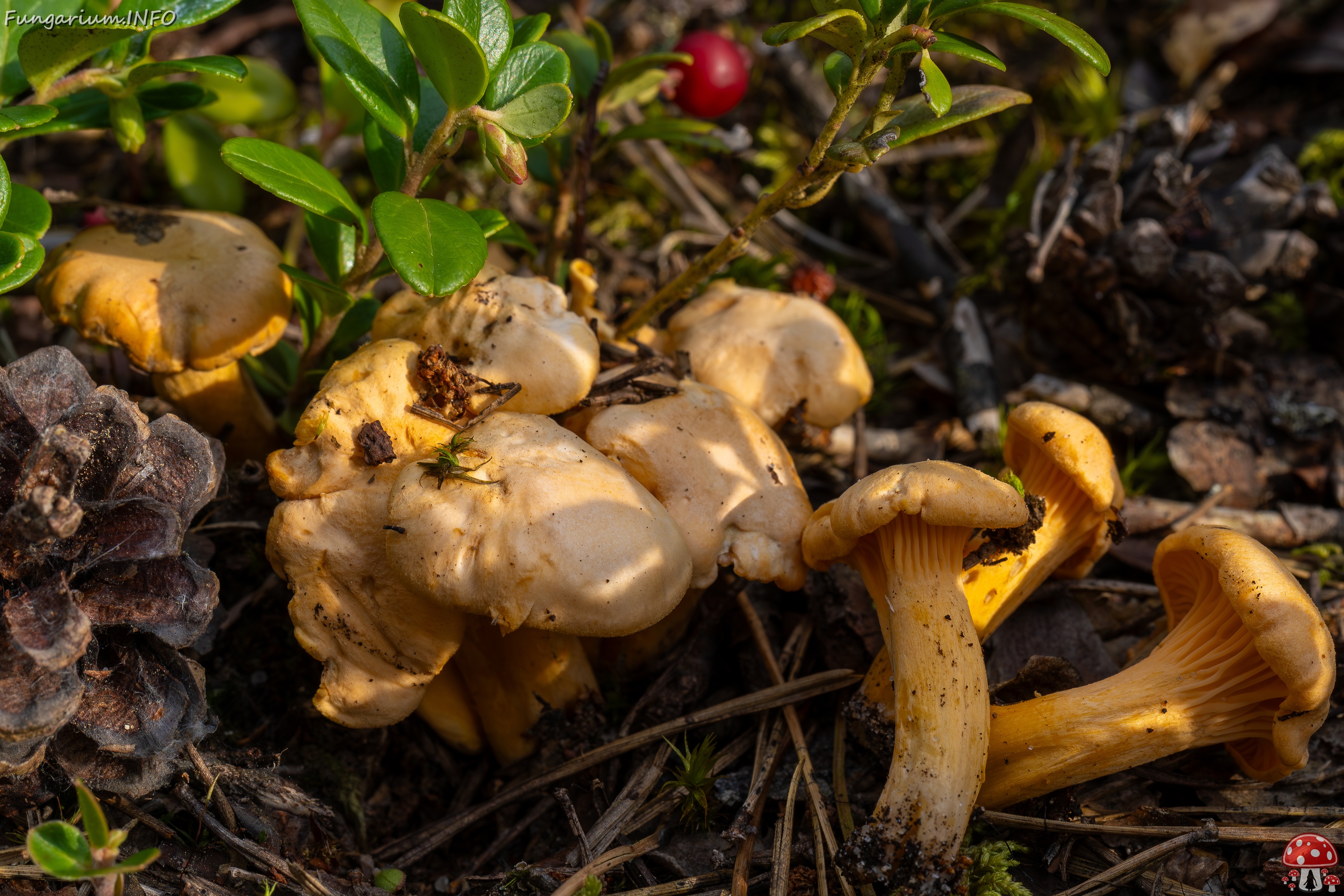 Cantharellus pallens _2025-09-06_1-6 