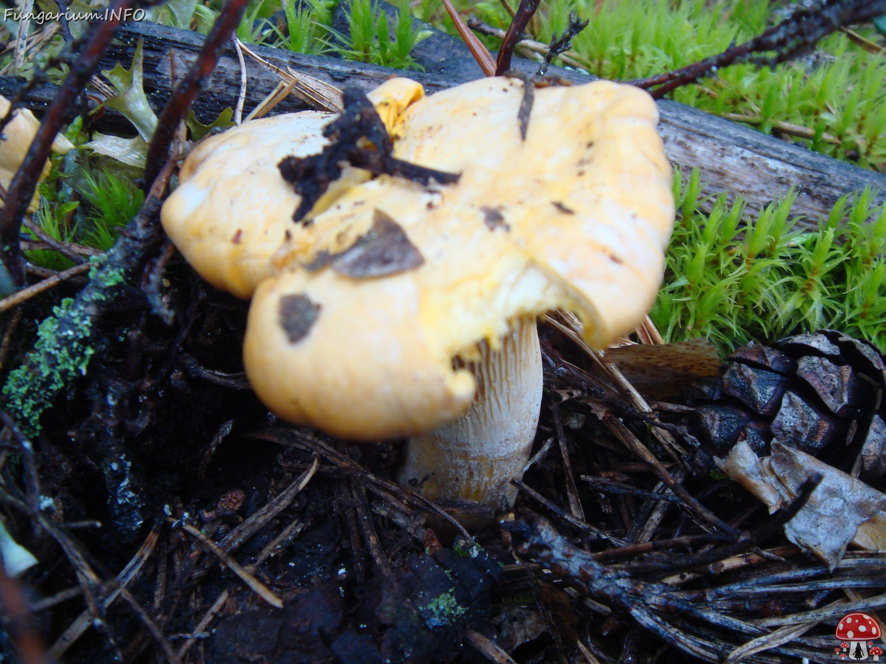 fungi-0003205 