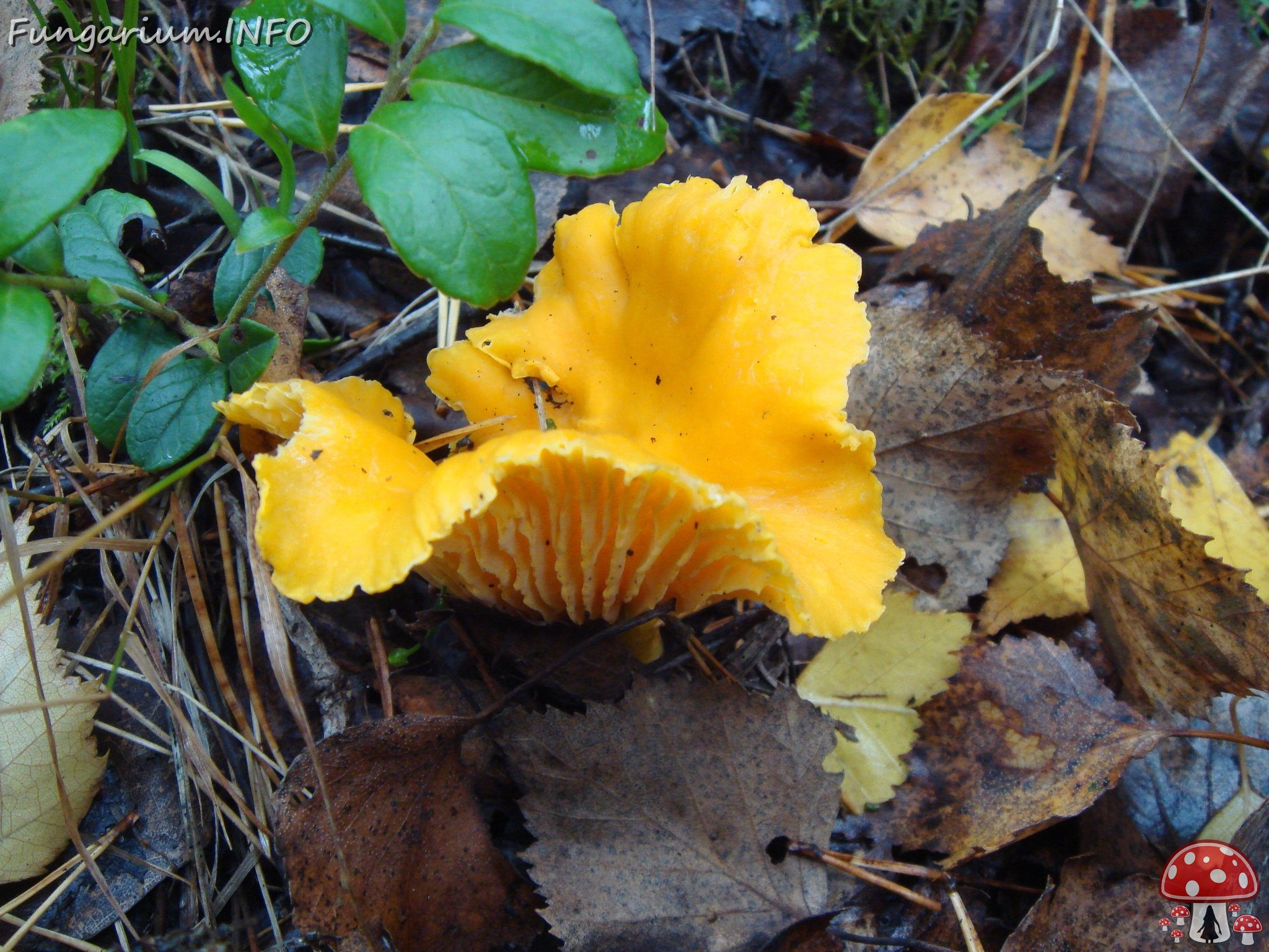 fungi-0003403 