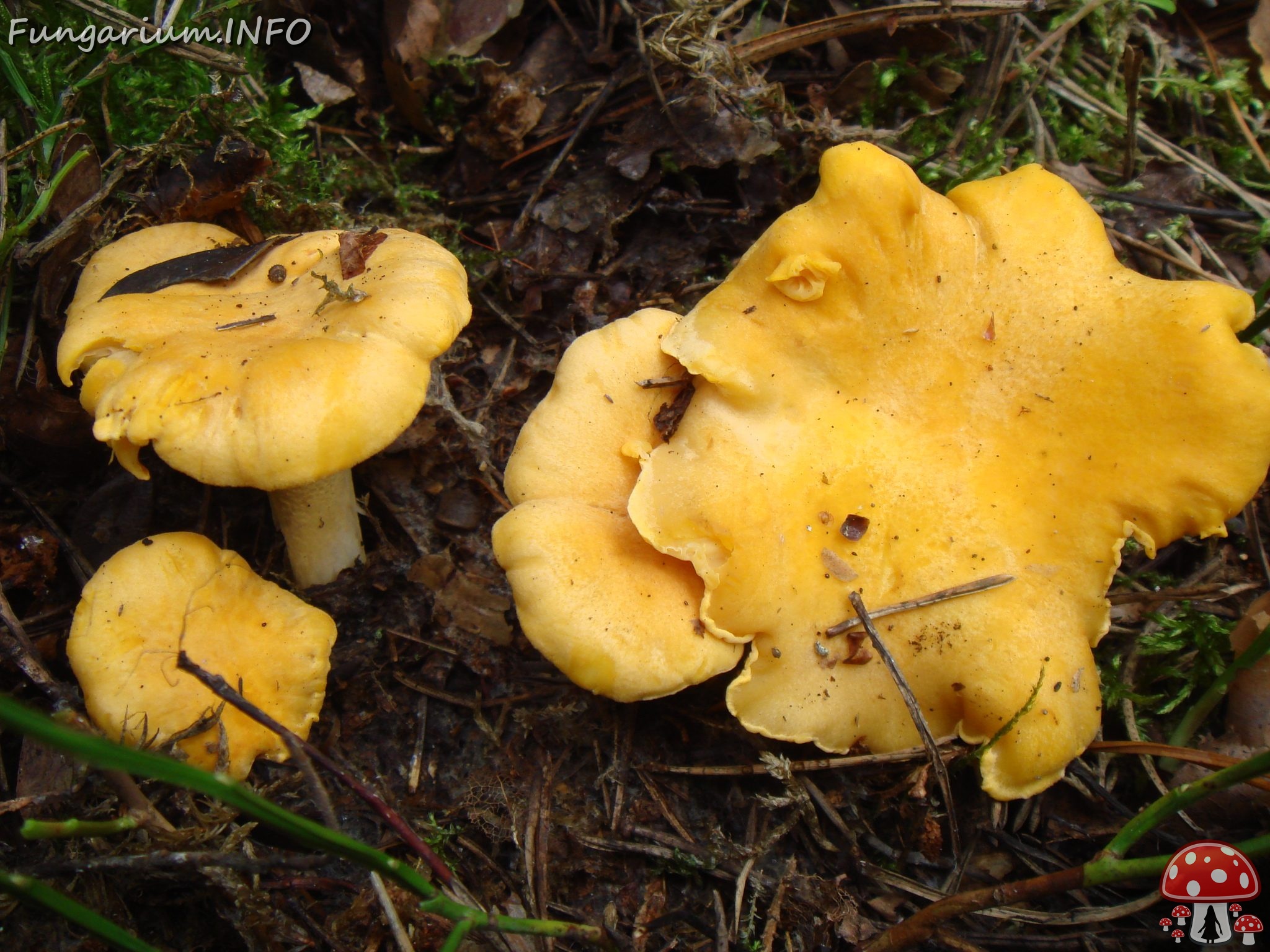 fungi-0004514 