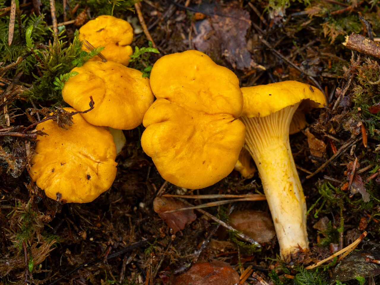 Cantharellus cibarius _2026-07-04_1-7