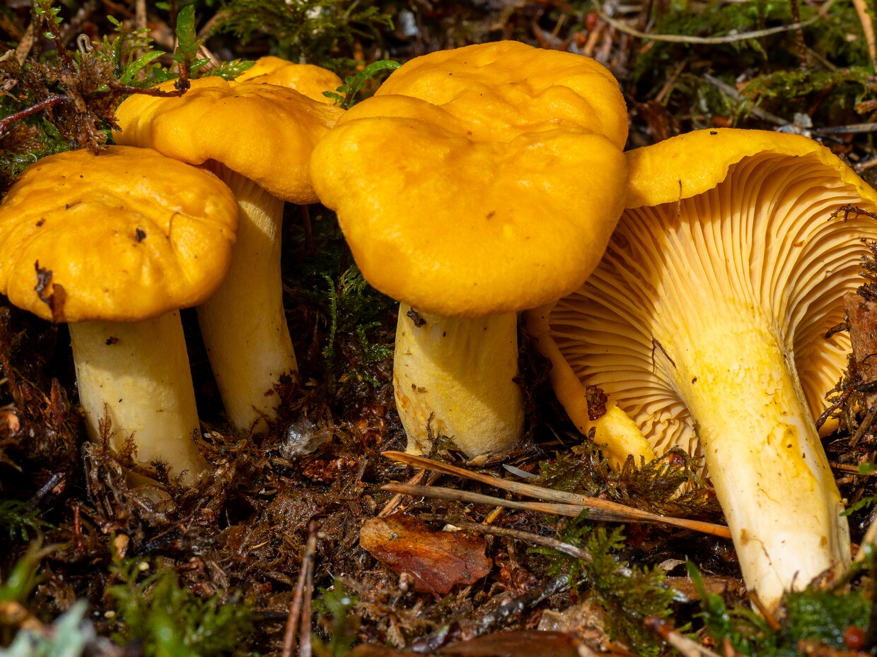 Лисичковые - Cantharellaceae The Cantharellaceae are a family of fungi in the order Cantharellales. The family contains the chanterelles and related...