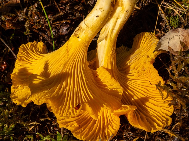 Лисичковые - Cantharellaceae The Cantharellaceae are a family of fungi in the order Cantharellales. The family contains the chanterelles and related...