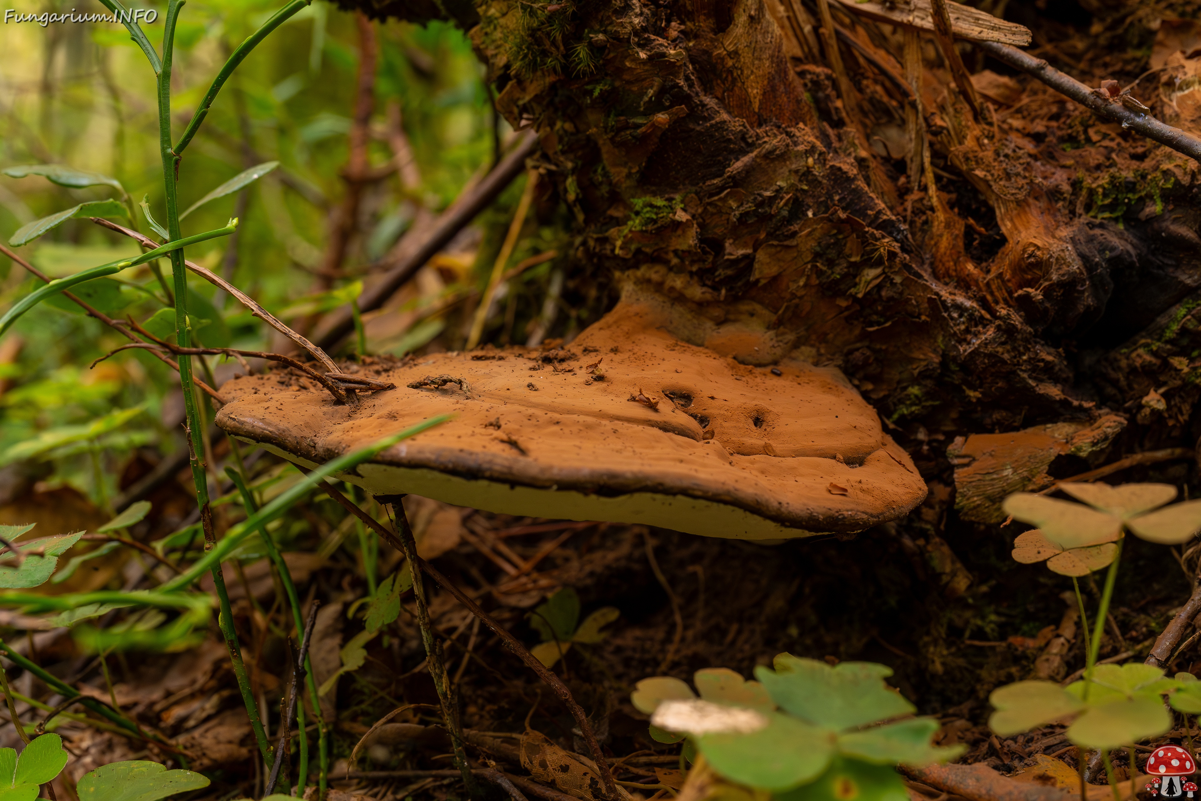 !Ganoderma applanatum _2025-09-07_1-4 