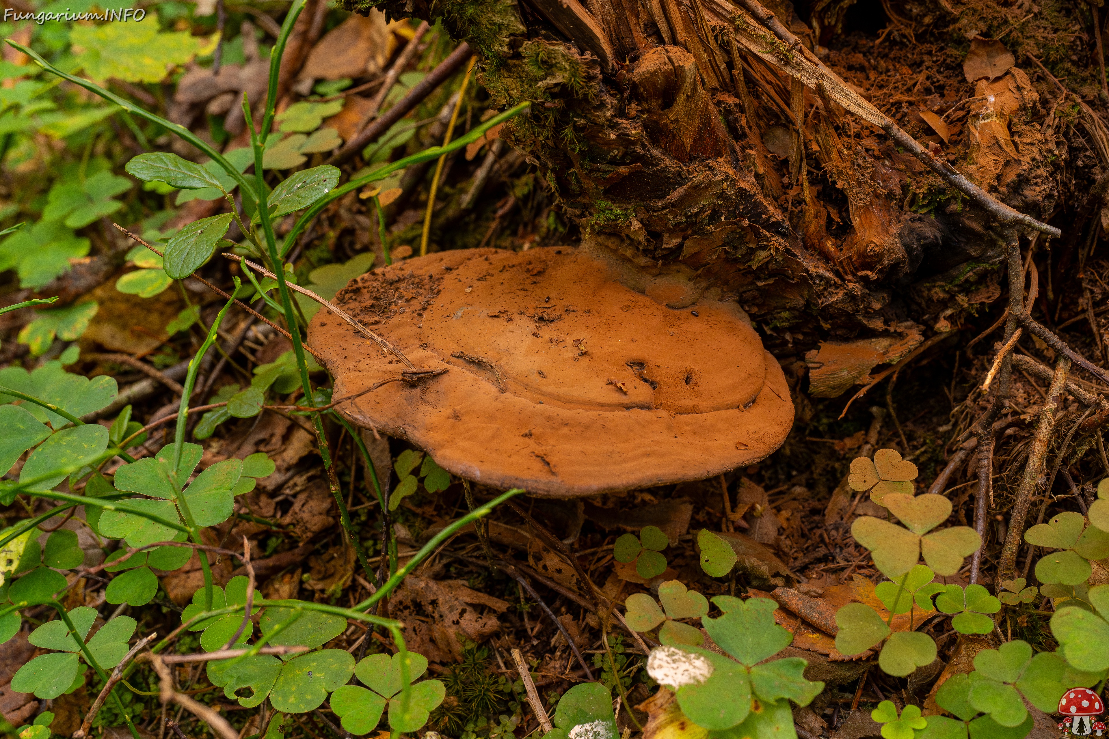 Ganoderma applanatum _2025-09-07_1-1 