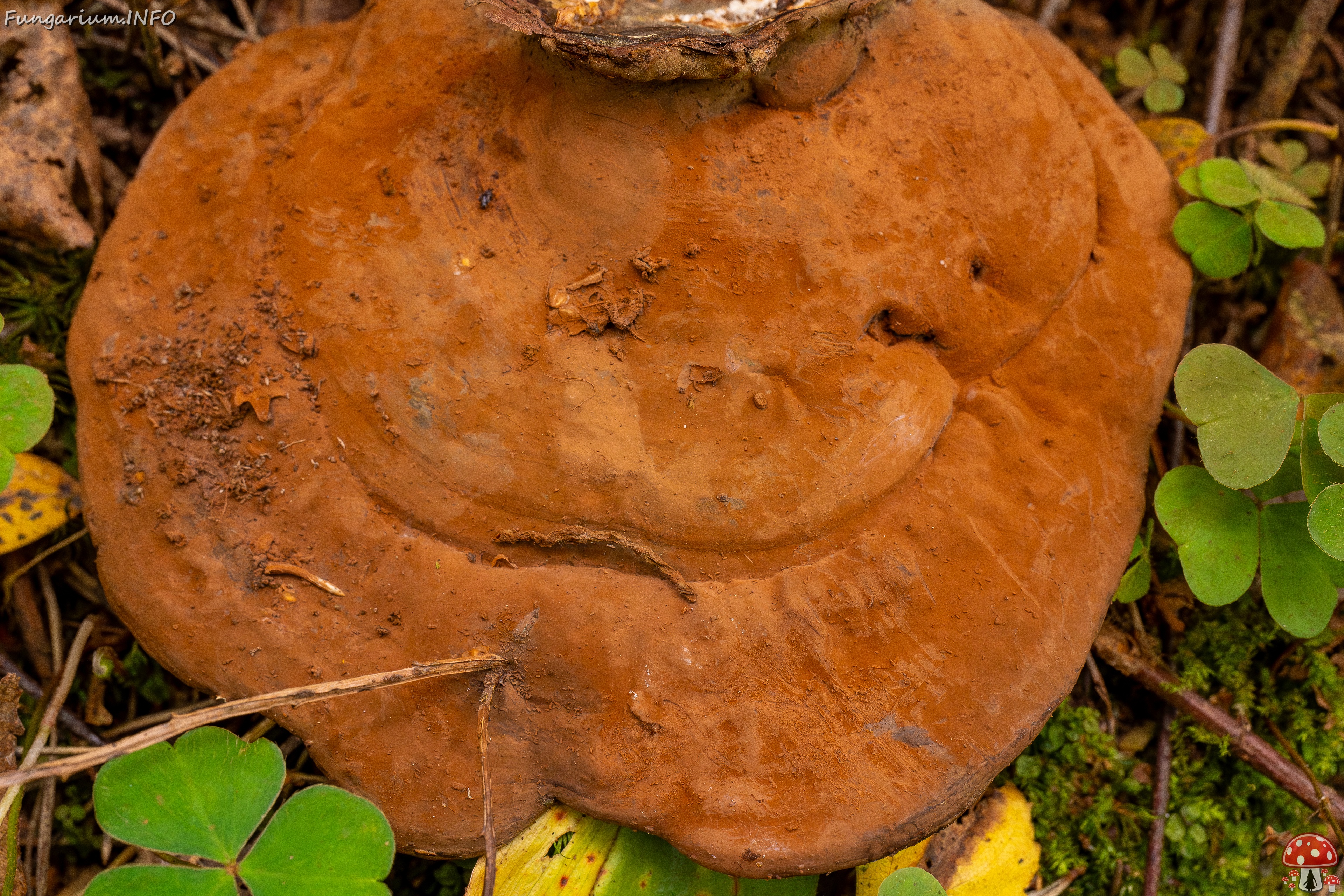 Ganoderma applanatum _2025-09-07_1-14 