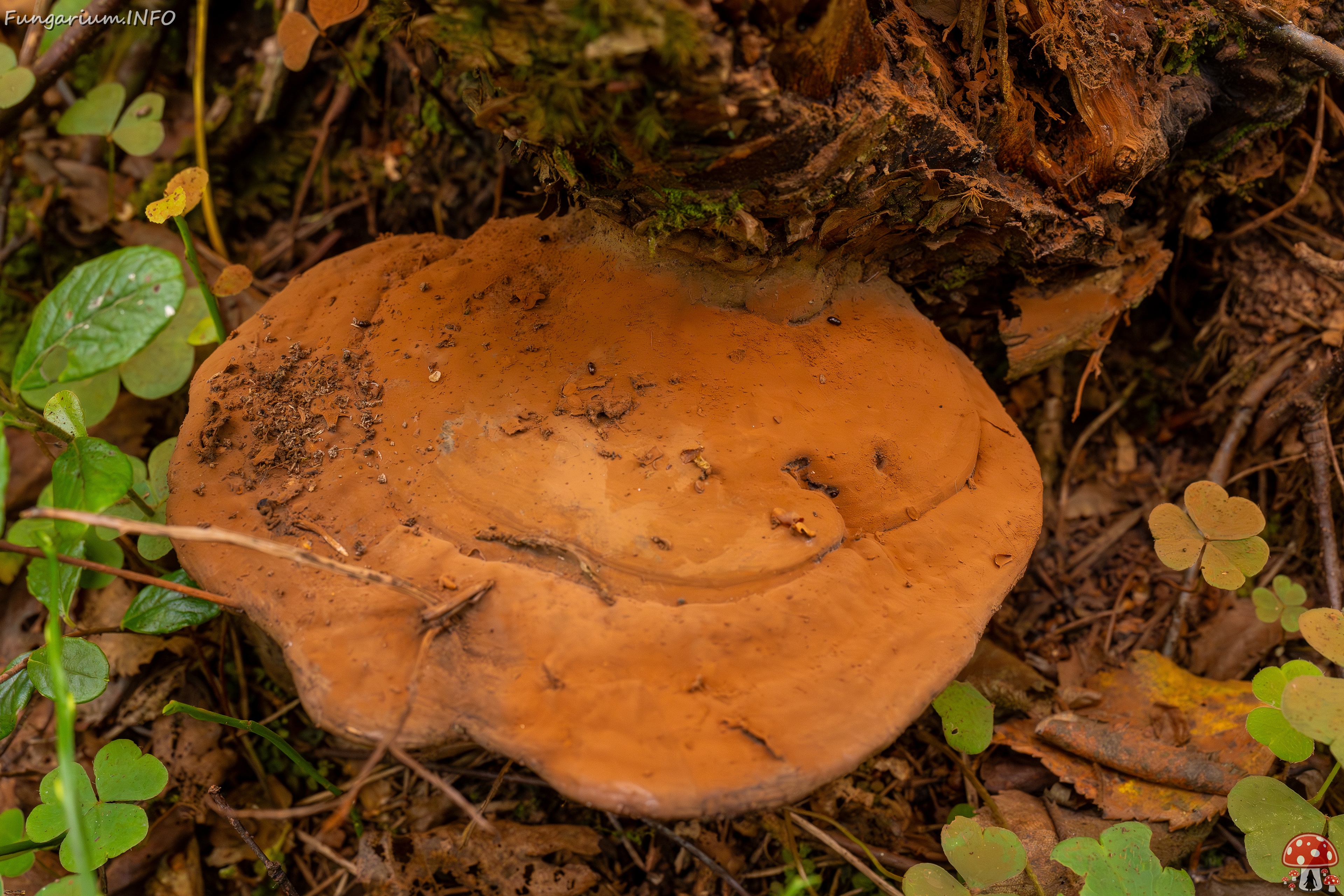Ganoderma applanatum _2025-09-07_1-2 