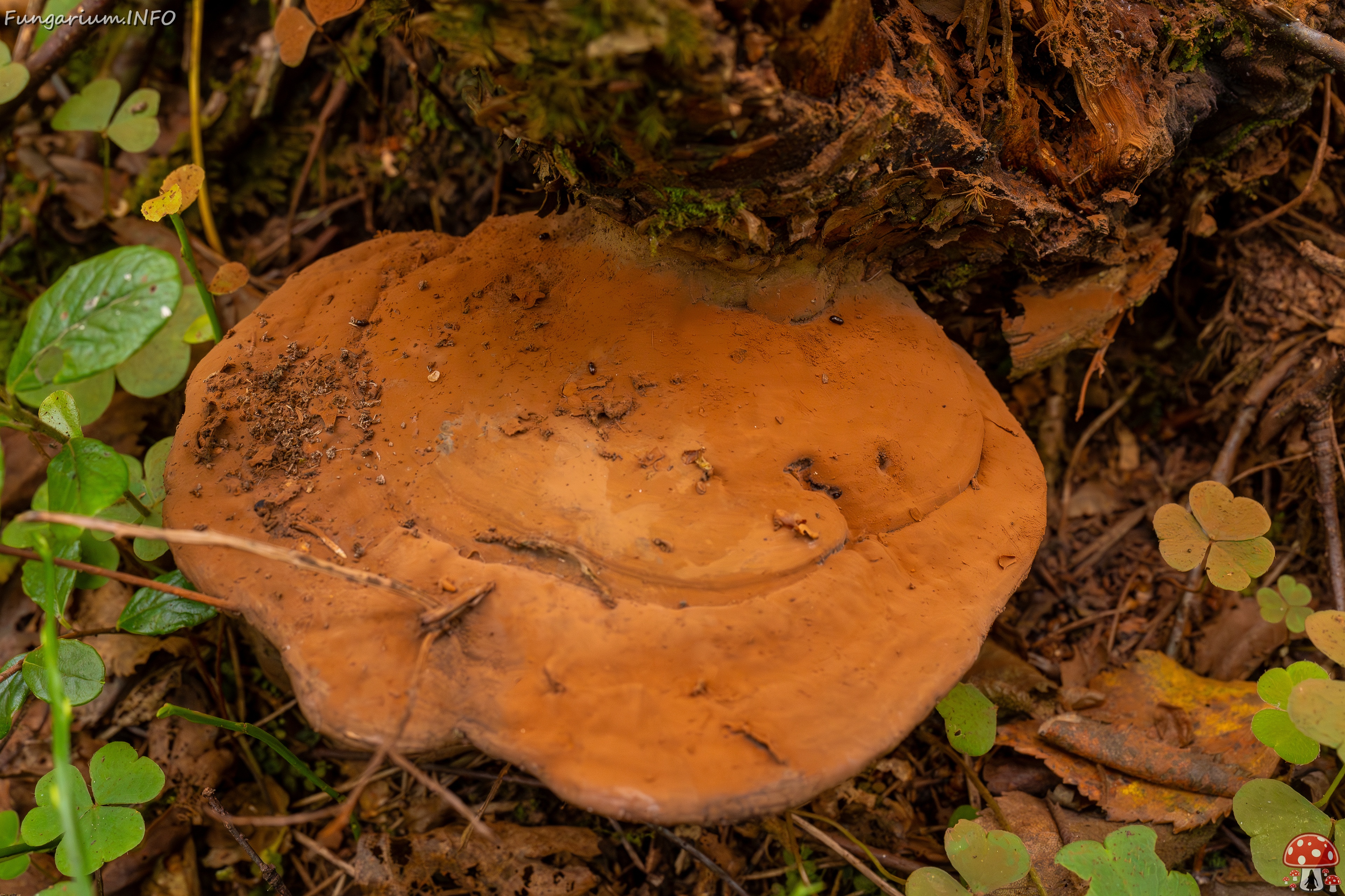 Ganoderma applanatum _2025-09-07_1-3 